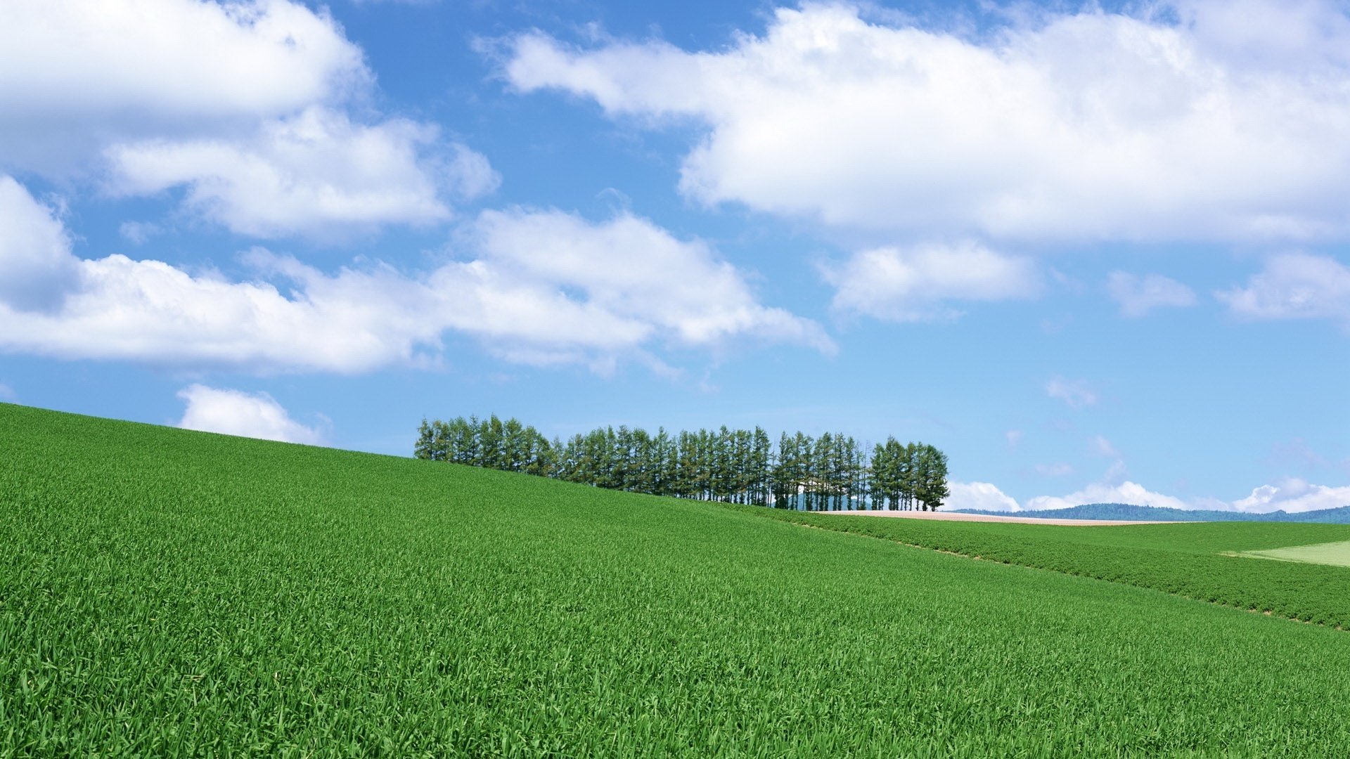 grünes gras bäume in der ferne feld himmel grün