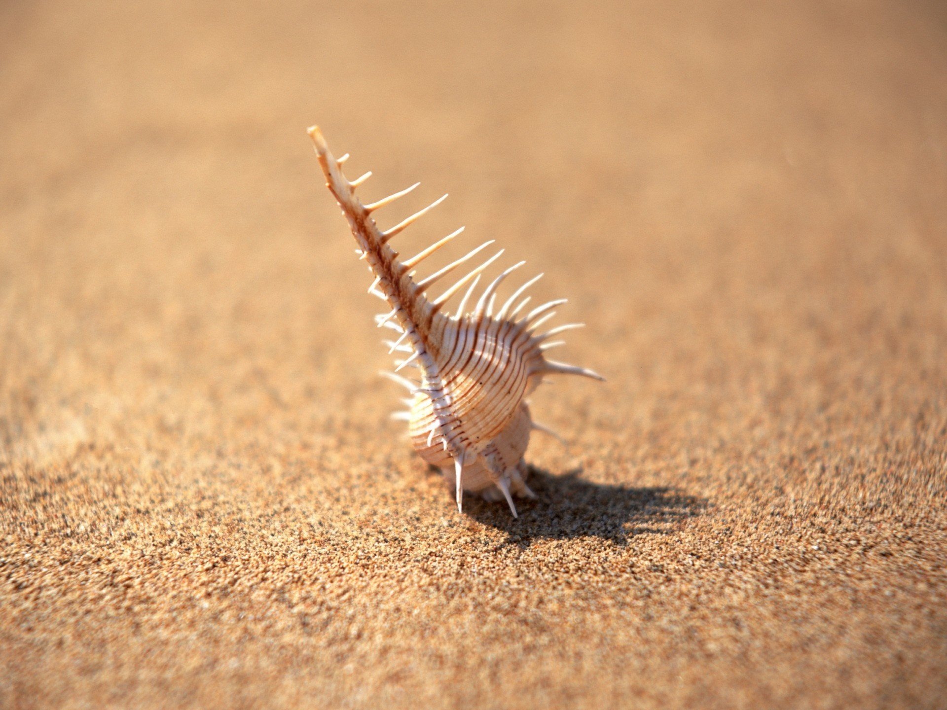 insistenza estate sabbia conchiglia gioia mare spiaggia raggi di sole ombra macro