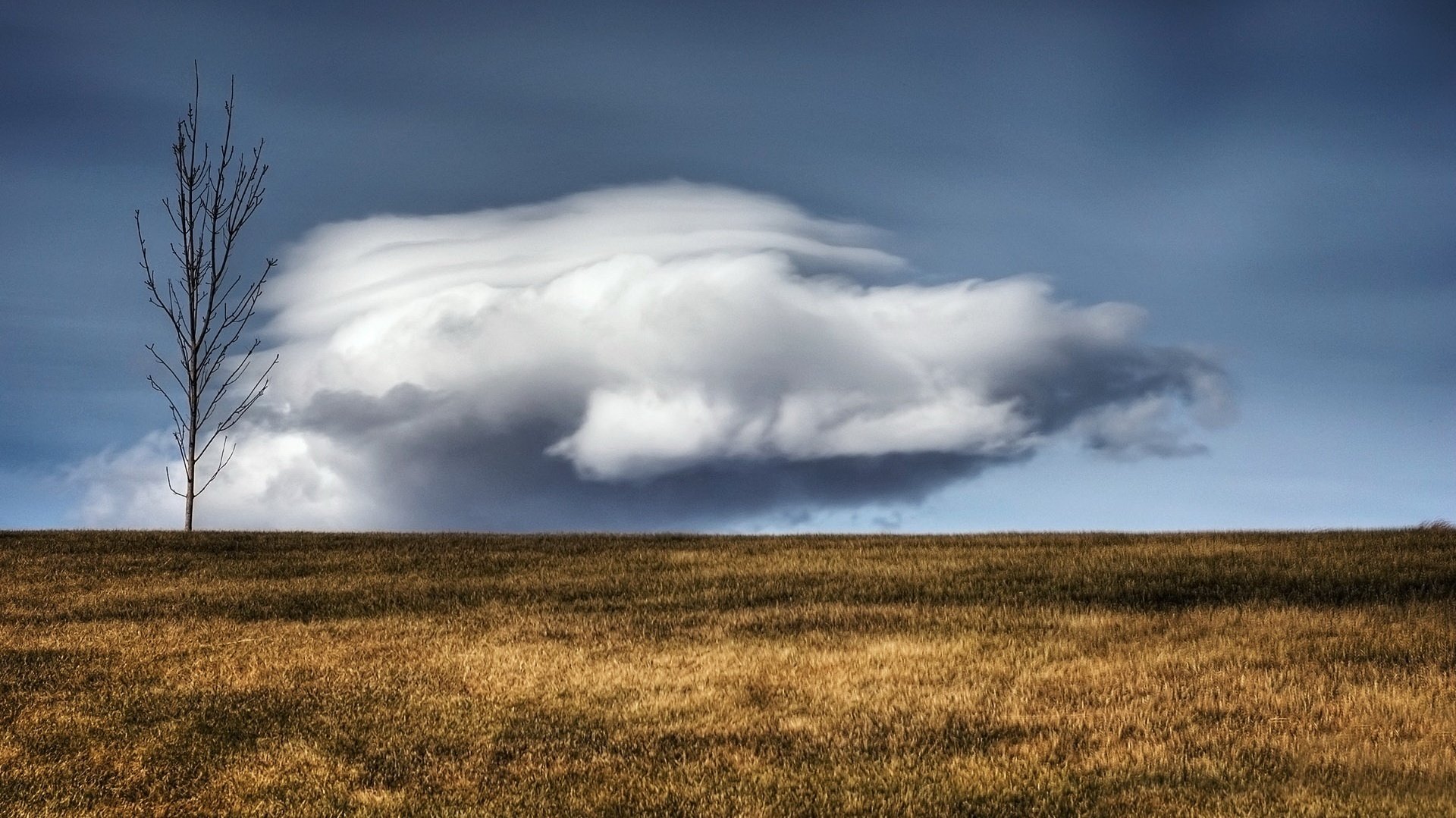 an unusual cloud golden field a dry tree the sky field