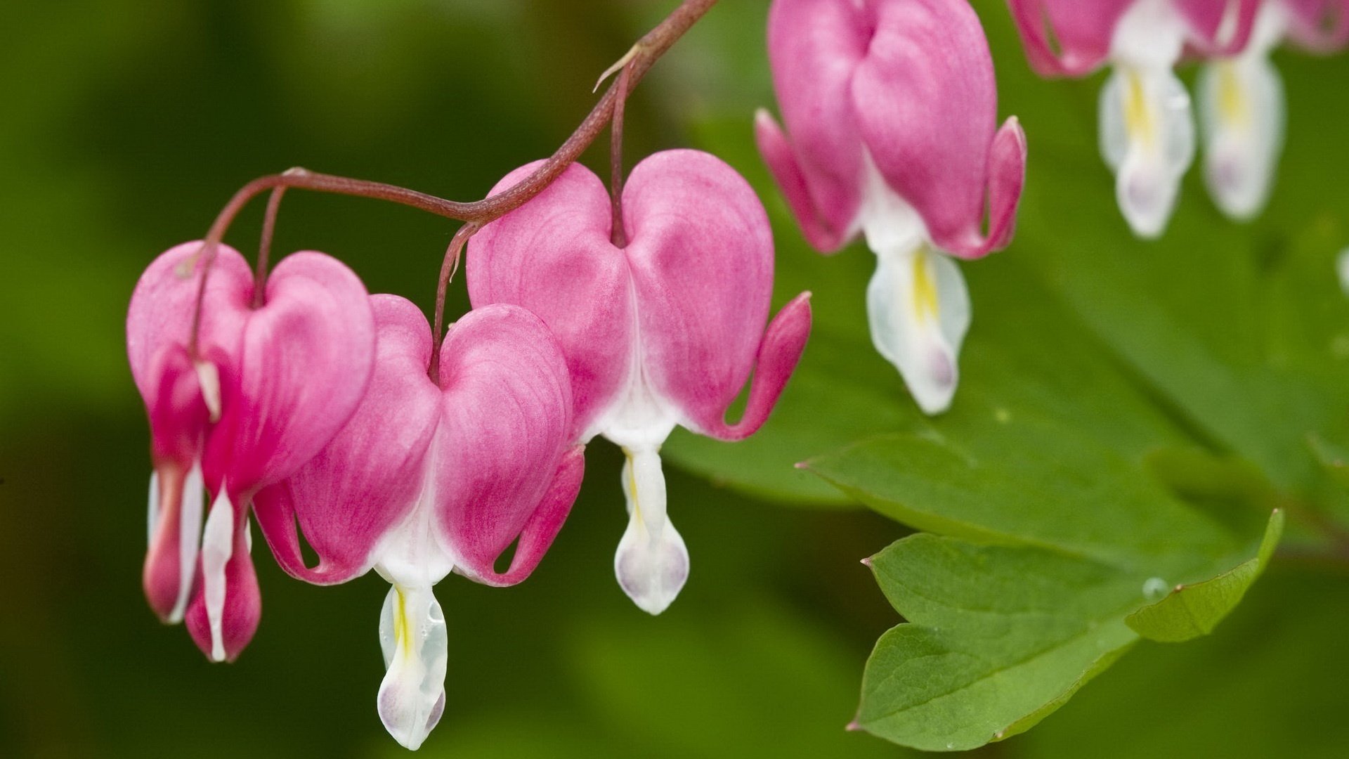 giochi della natura fiori ragazze fiori fioritura freschezza rosa