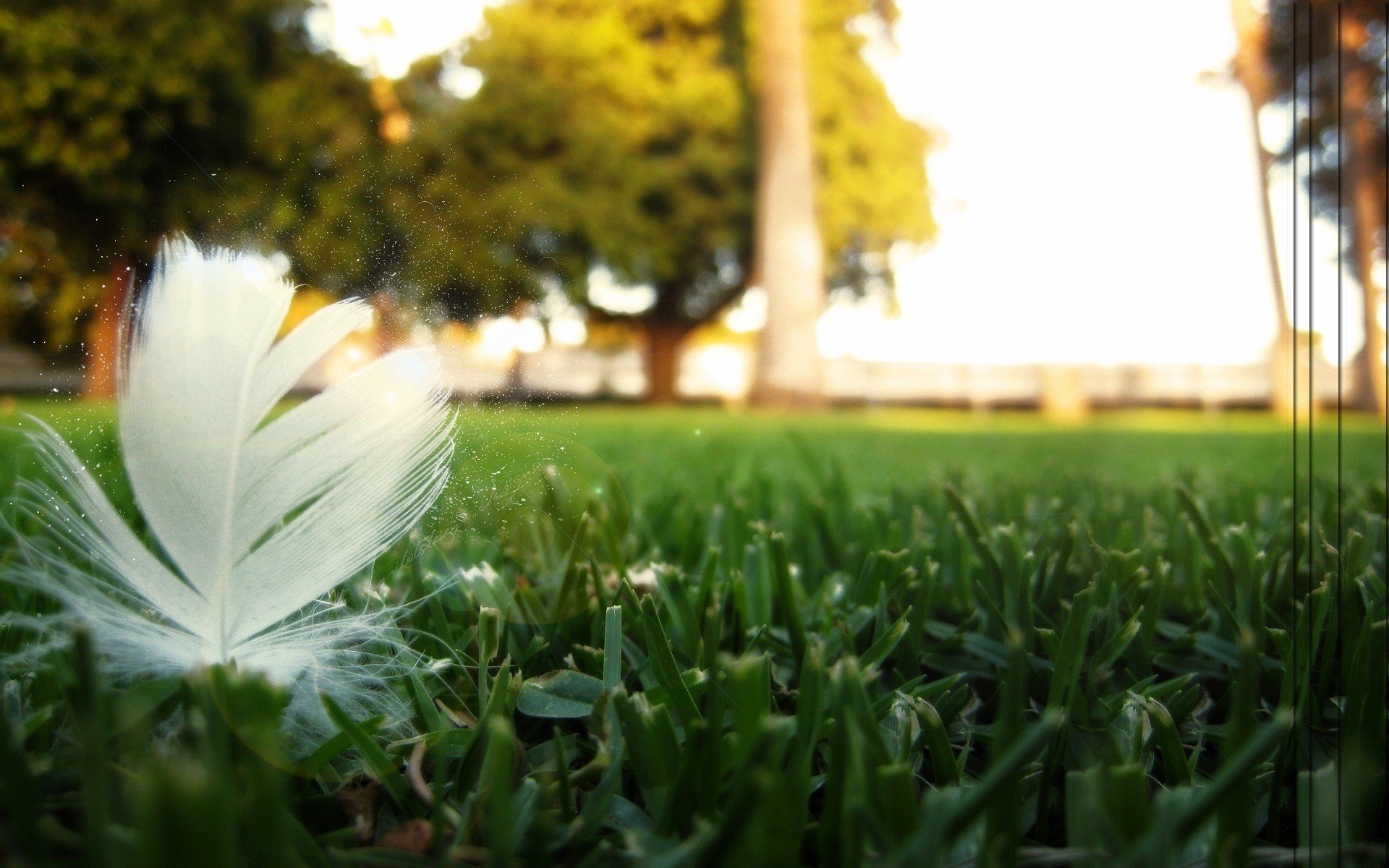 abgeschrägtes gras weiße feder sonne erde gras feder park bäume himmel blätter