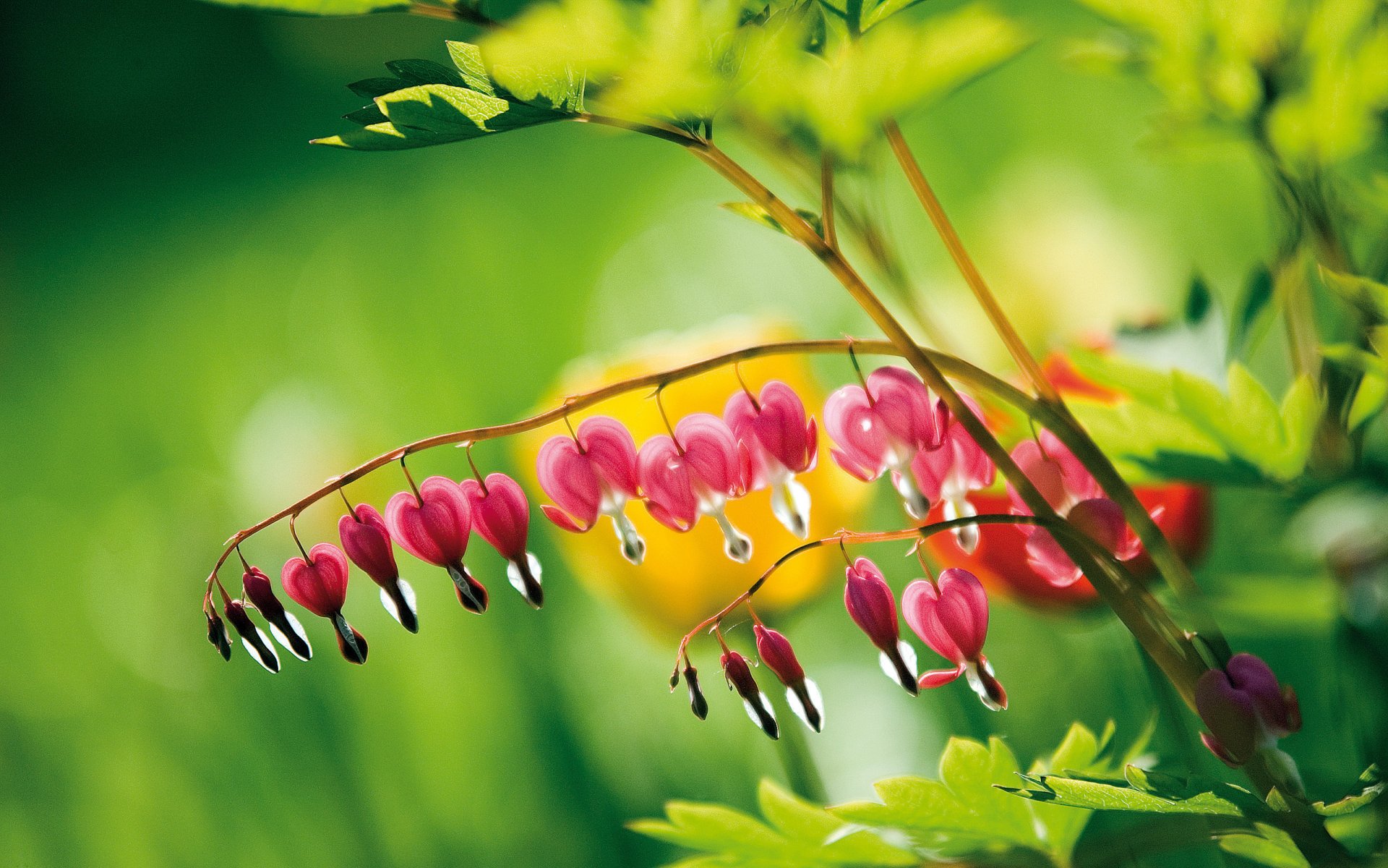 fleurs fleurs brindille filles