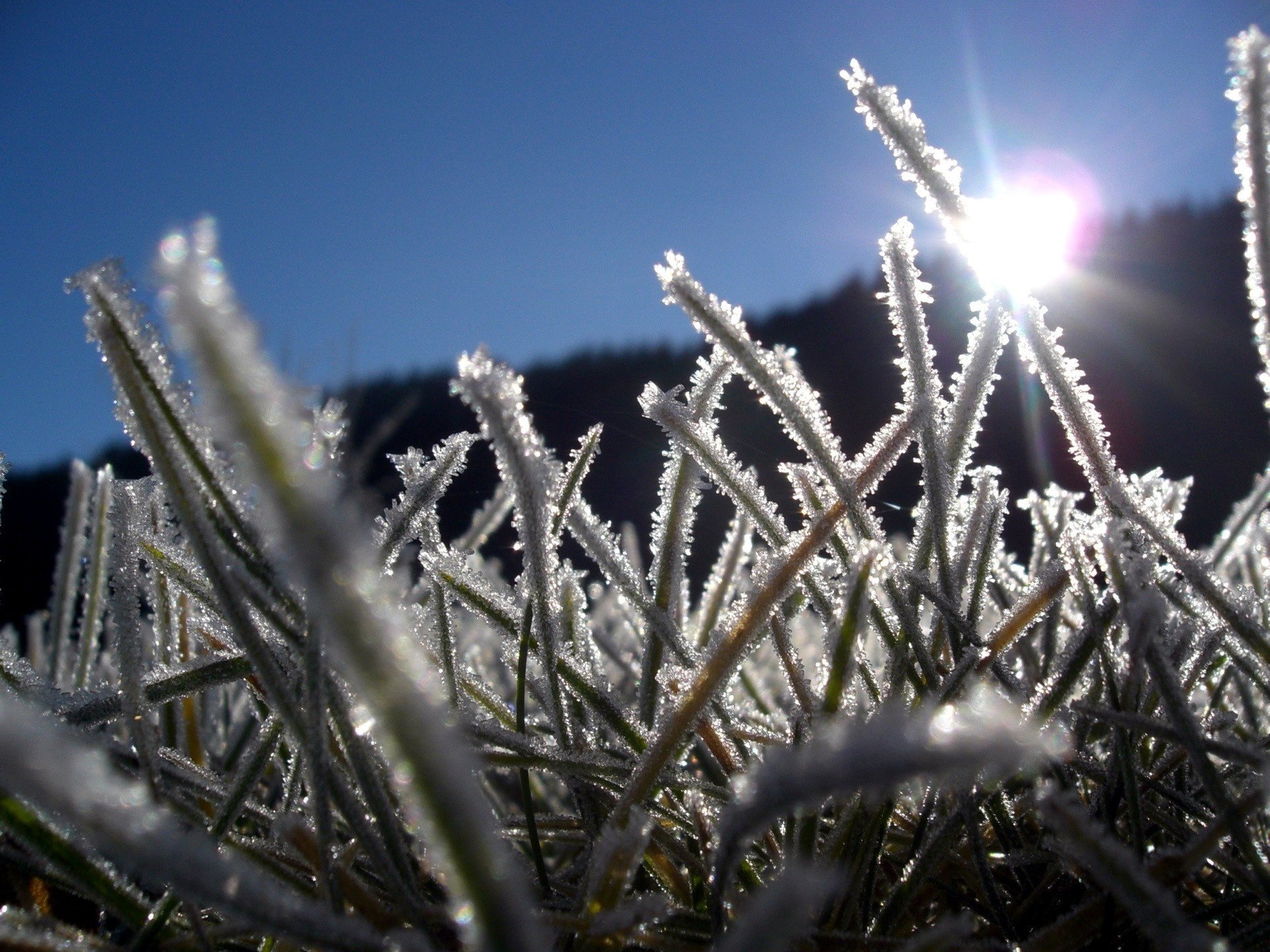 cubierto de hielo hierba frío