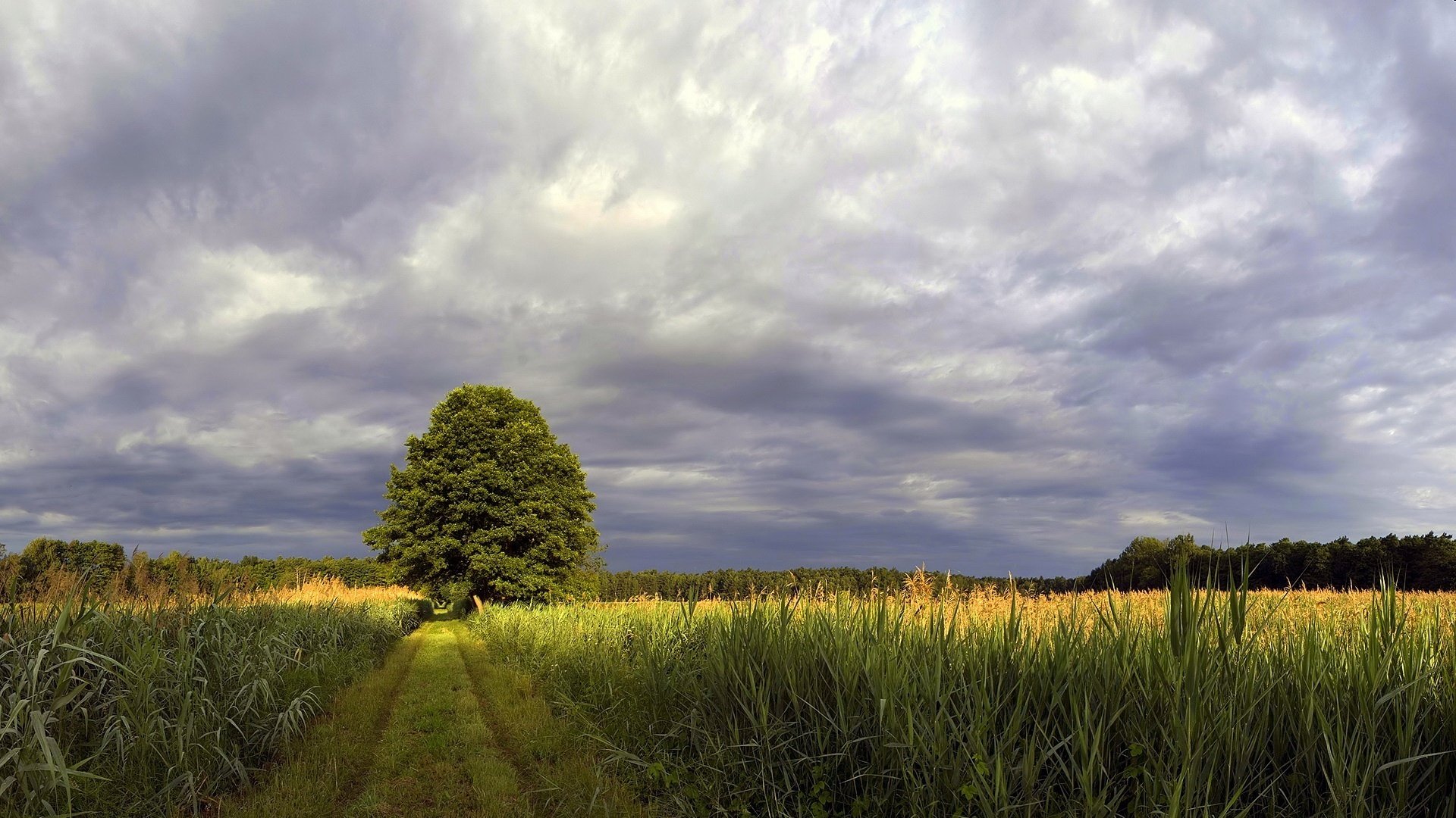 the sun from behind the clouds fields of corn fluffy tree the storm field the sky road