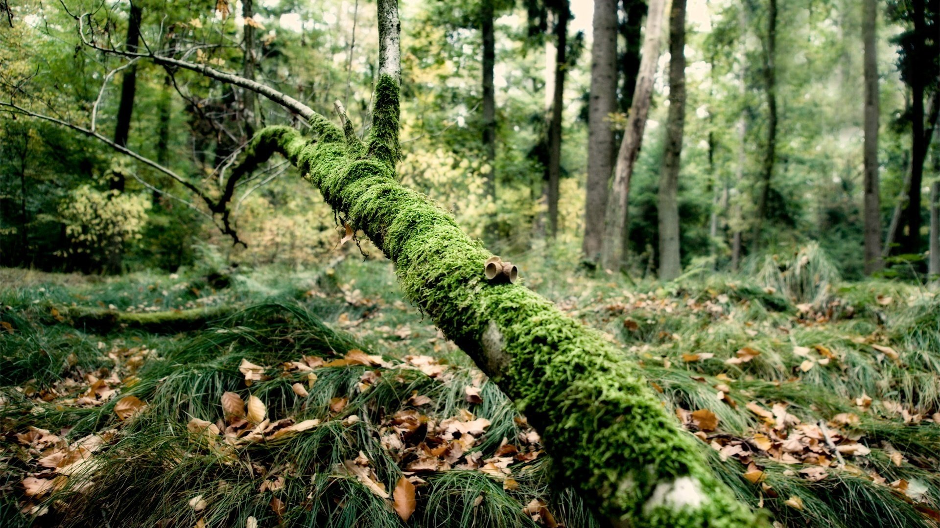 ganze ferkel mit moos baum stamm wald gras erde blätter