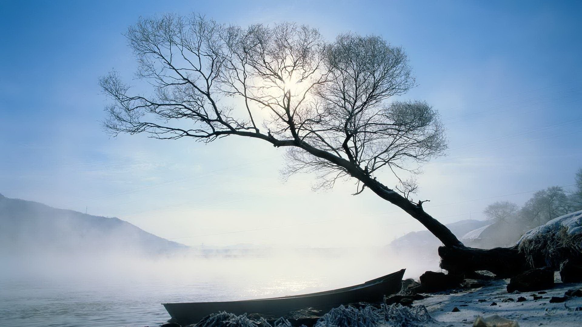 nebbia sull acqua albero barca inverno