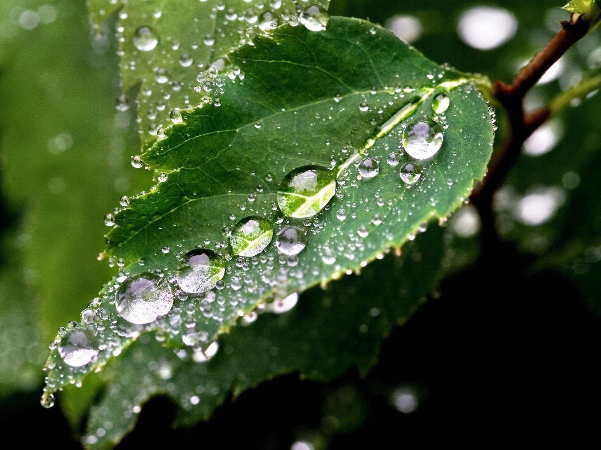 gouttes d eau feuille vert vert gouttes rosée