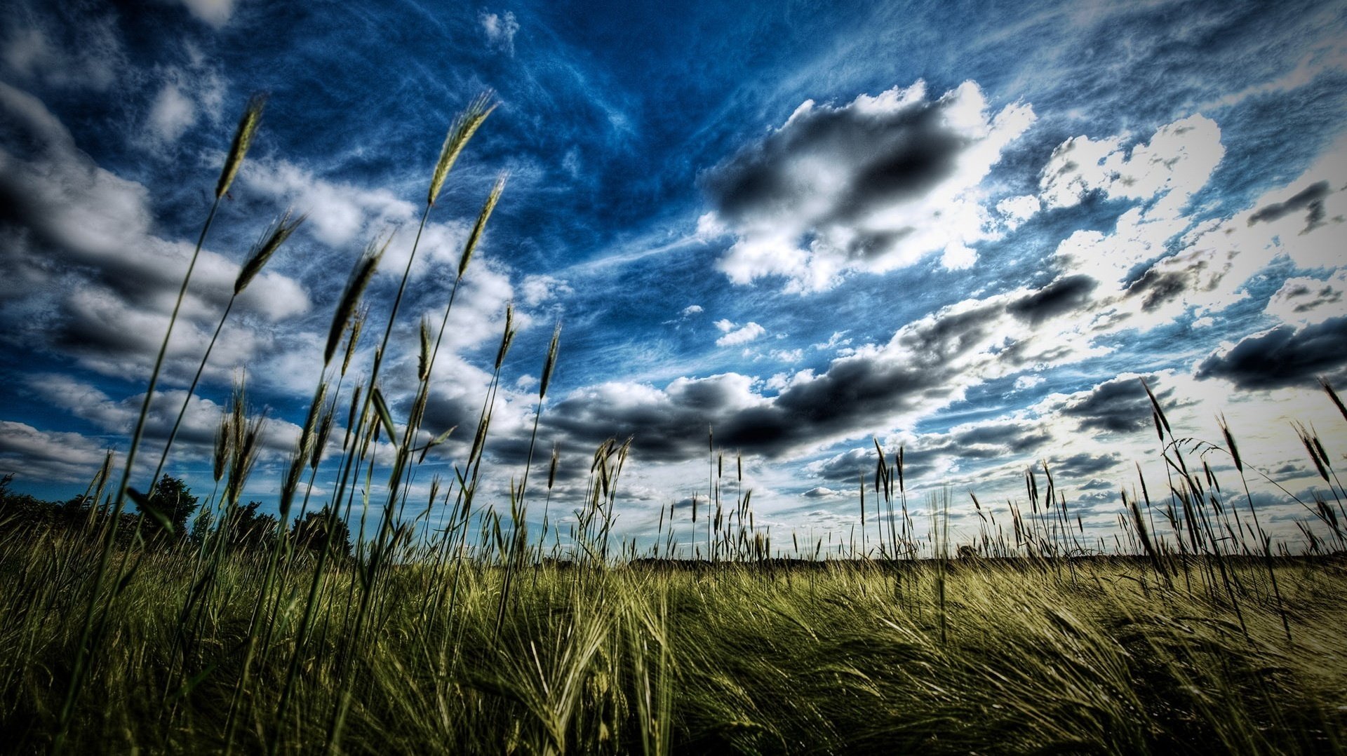 cielo azul espiguillas hierba cielo campo nubes