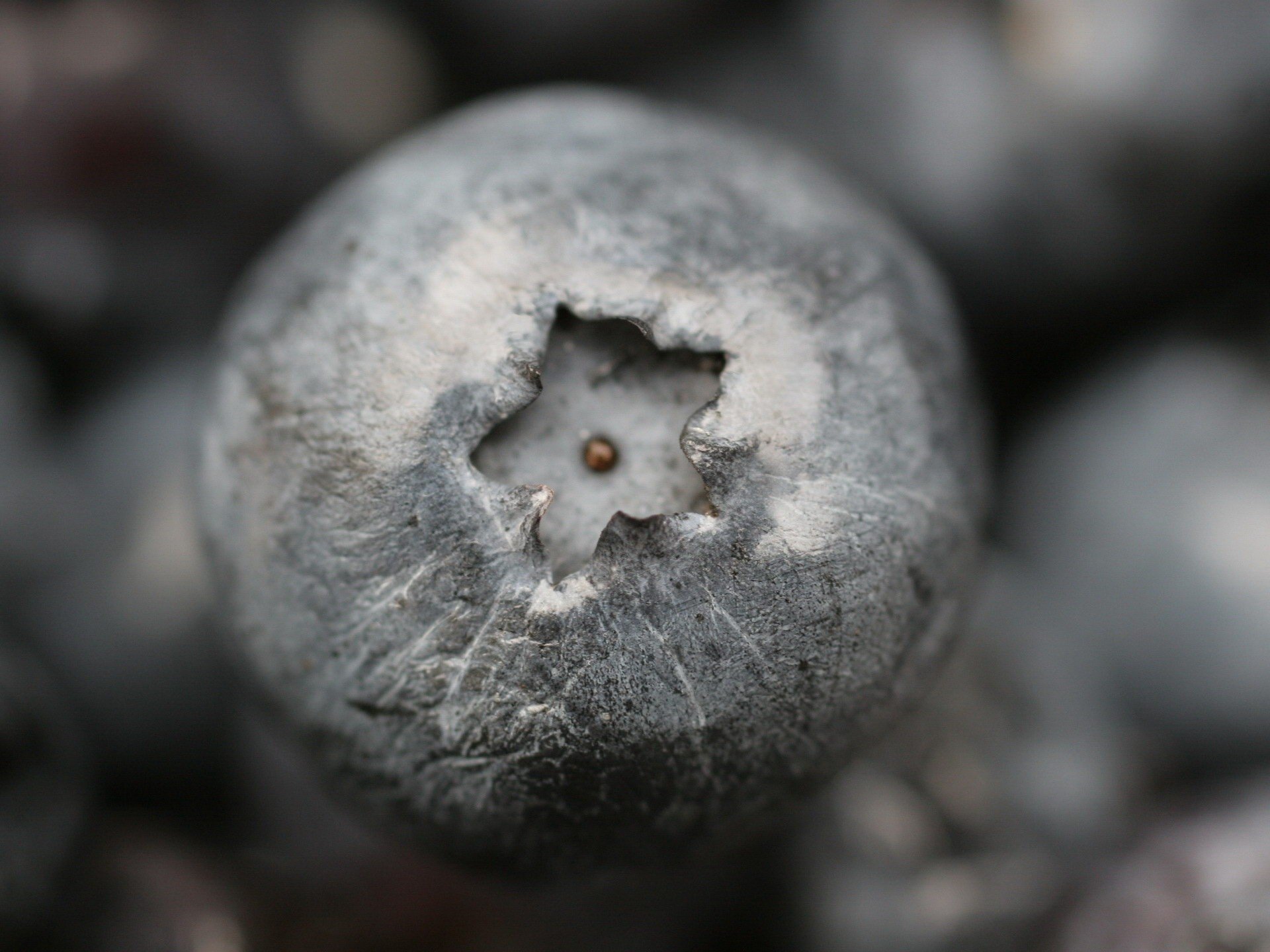 graue kugel blaubeere sternchen