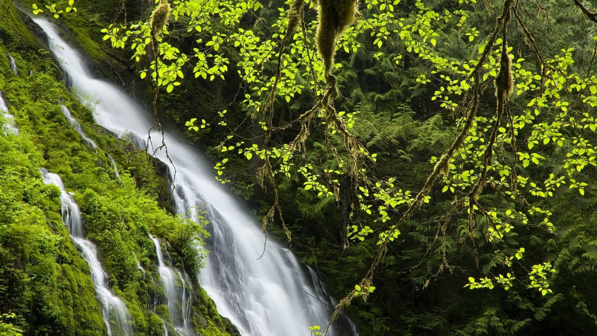 début de la vie fleurs lumineuses cascade verdure buissons fourrés branches forêt rivière fourré nature