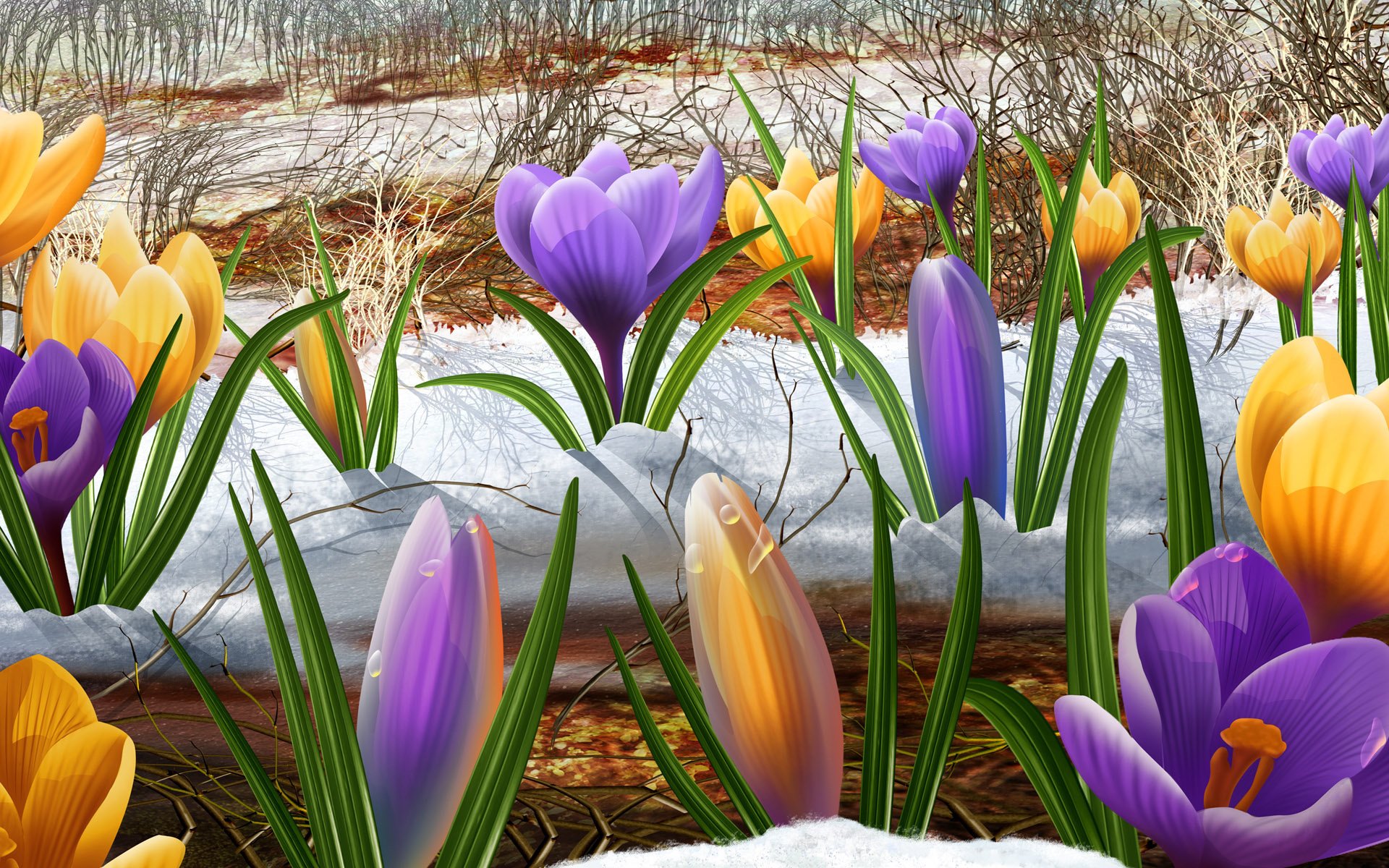 flowers snowdrops purple creation snow spring holiday the snow melting the ground freshness beauty