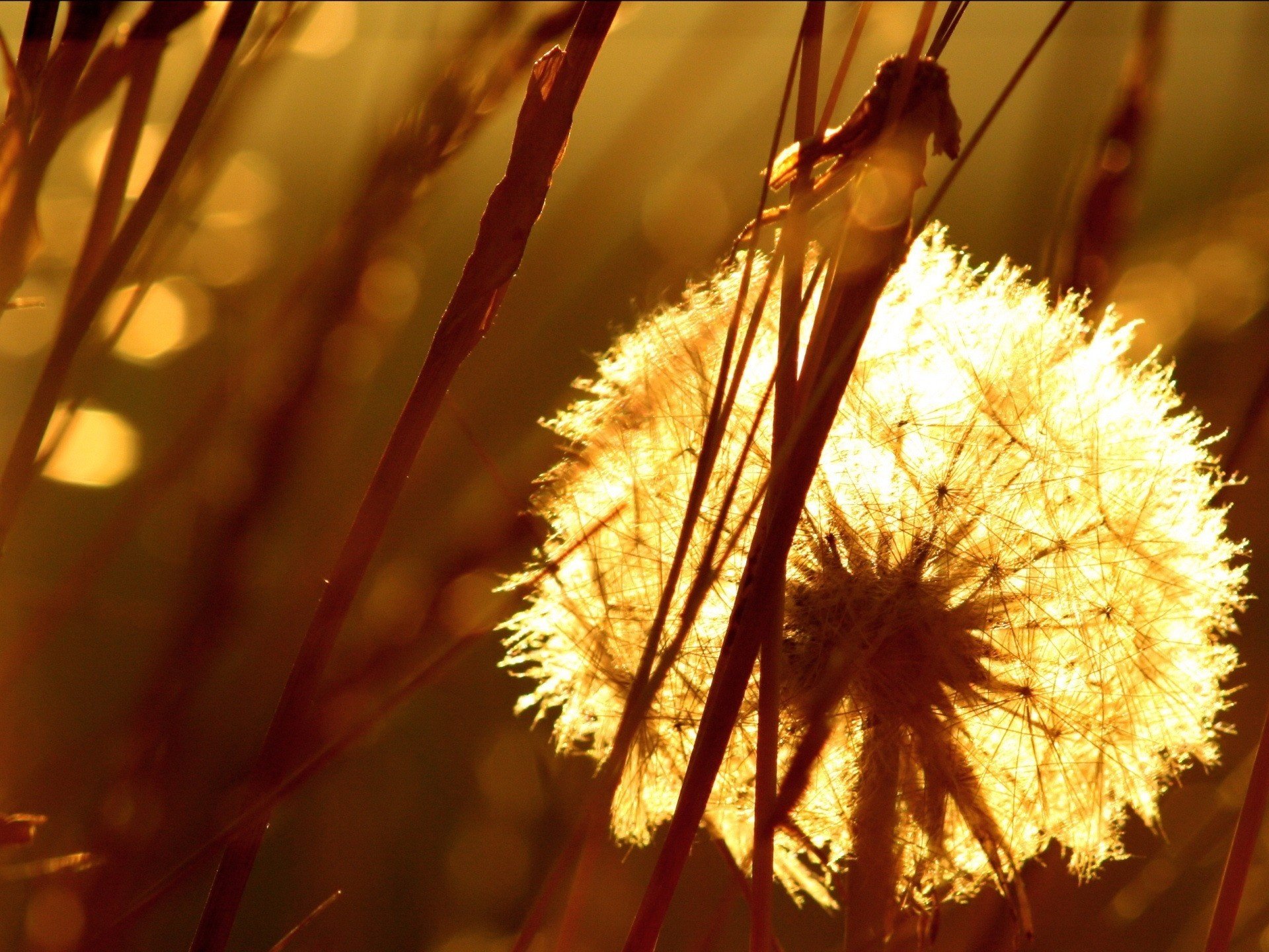 flowers weed dandelion light