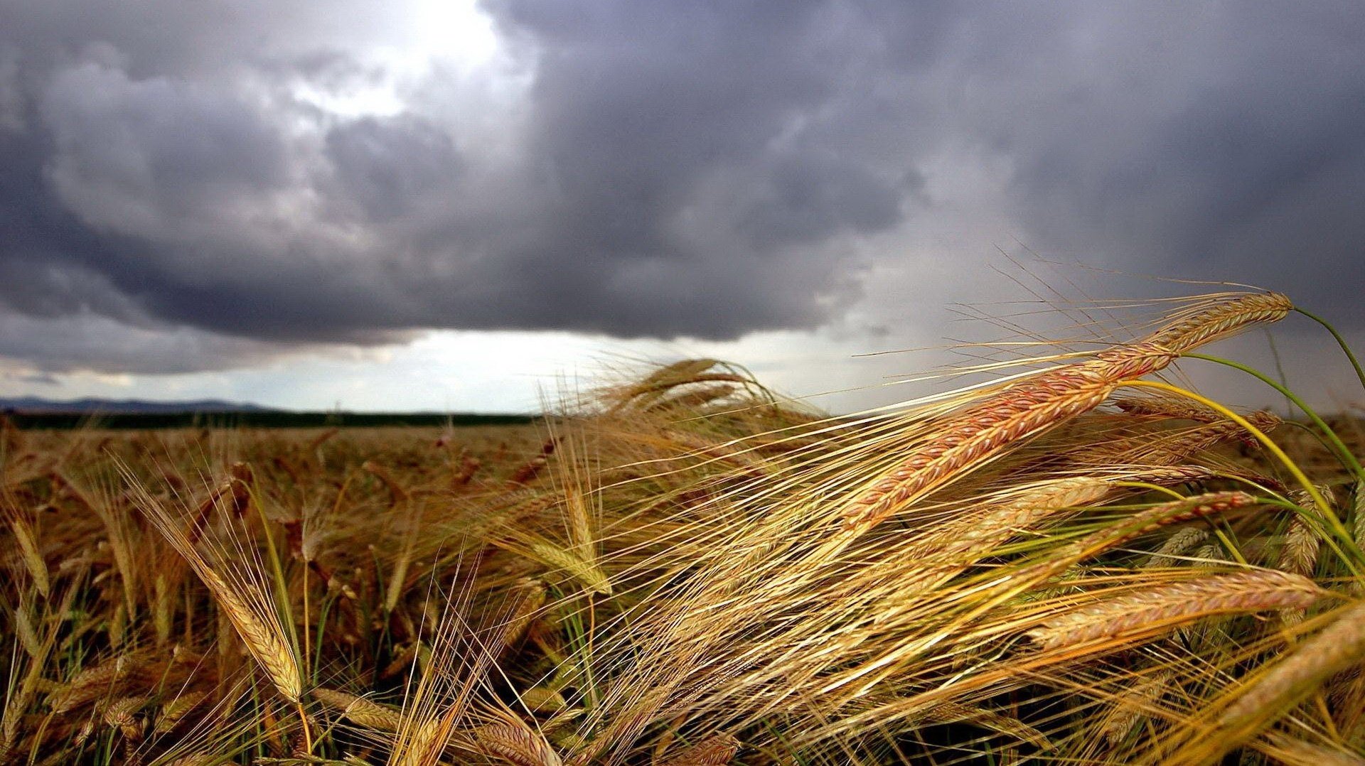 goldenes paradies ährchen brot felder gewitter weizen wolken