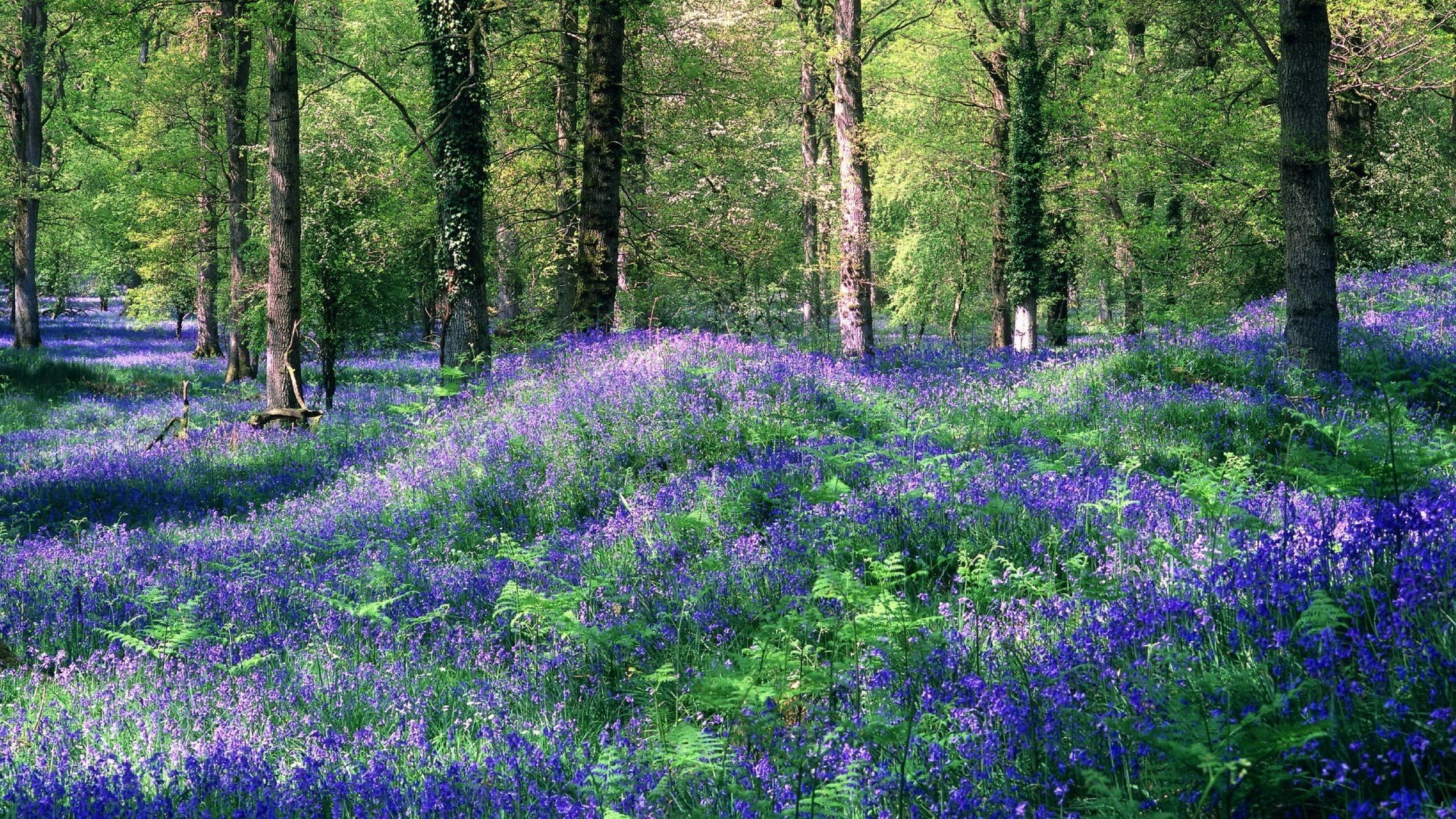 tapis bleu fleurs arbres beauté forêt