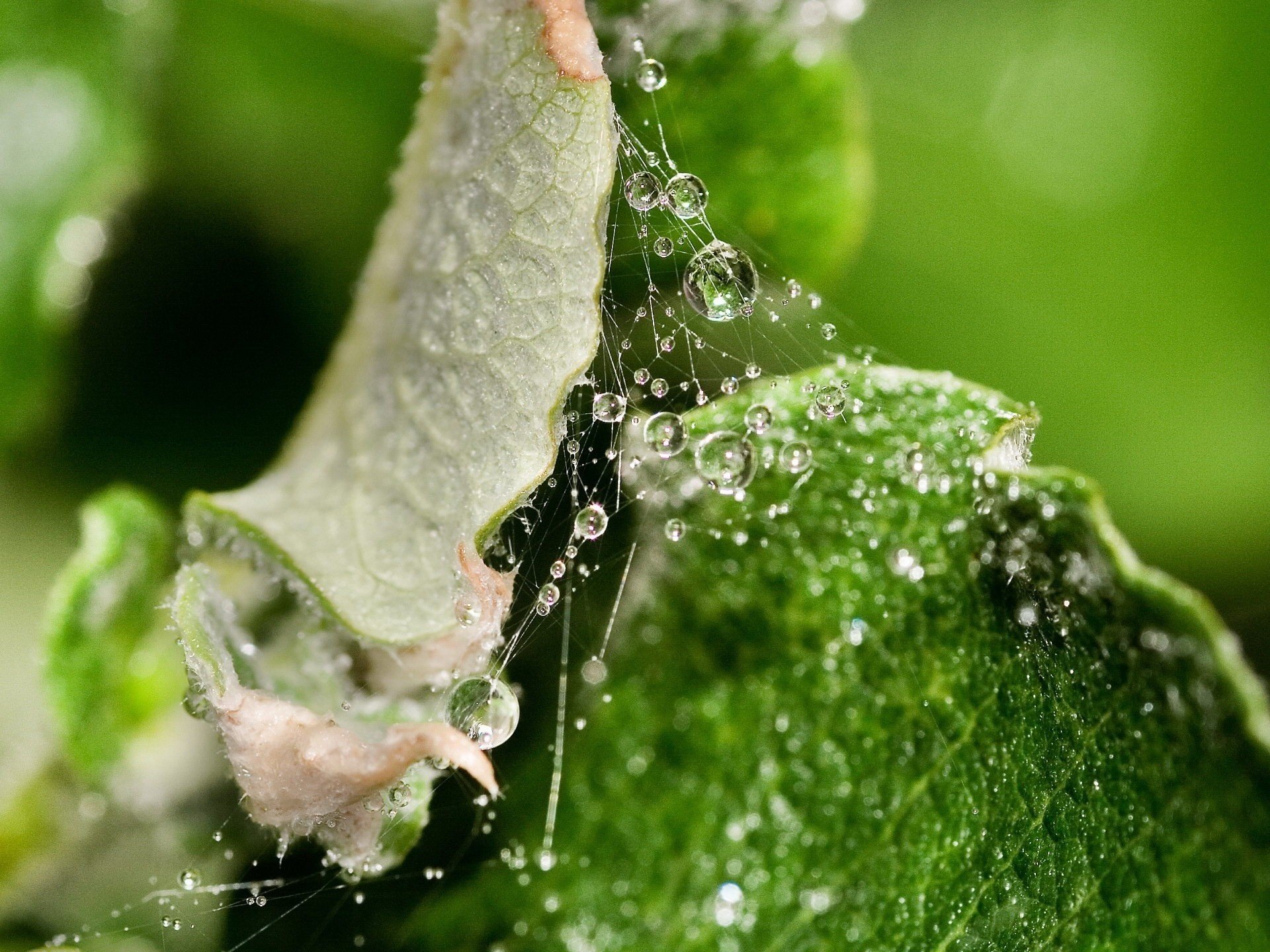 hojas verdes telarañas gotas de rocío verdes