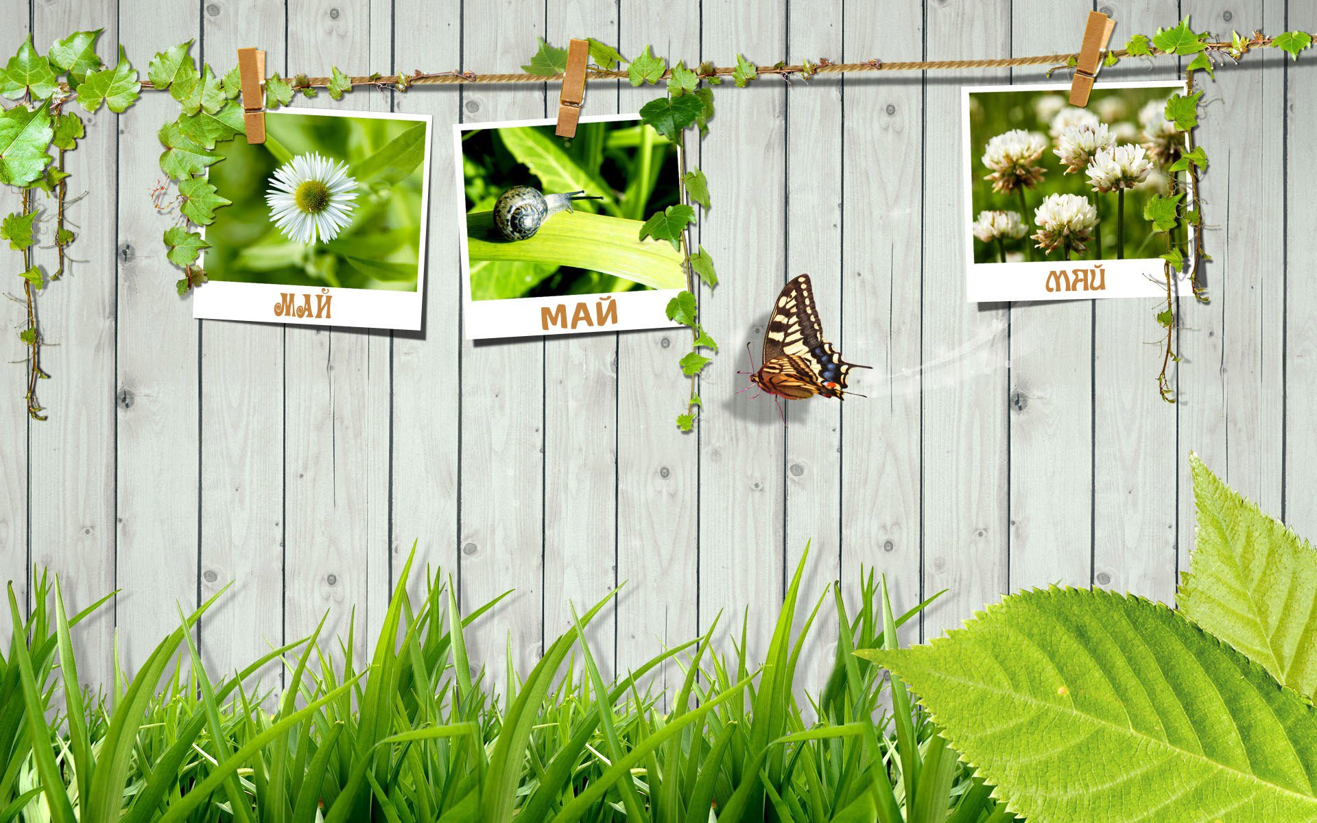 the wooden fence pictures of spring rope clothespins the world work may mayday foliage greens plants pictures snail clover butterfly freshness tenderness fence