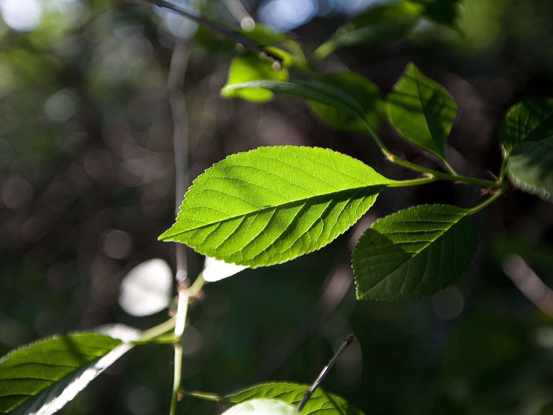 veta ramita hoja verde verde bosque