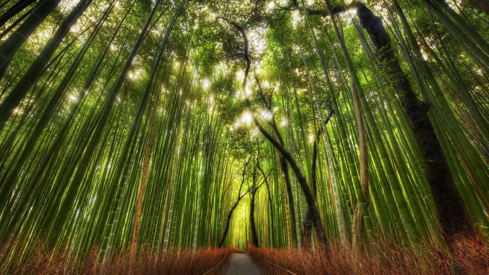 tronchi verdi boschetto di bambù foresta pluviale sentiero foresta bambù sole estate natura raggi