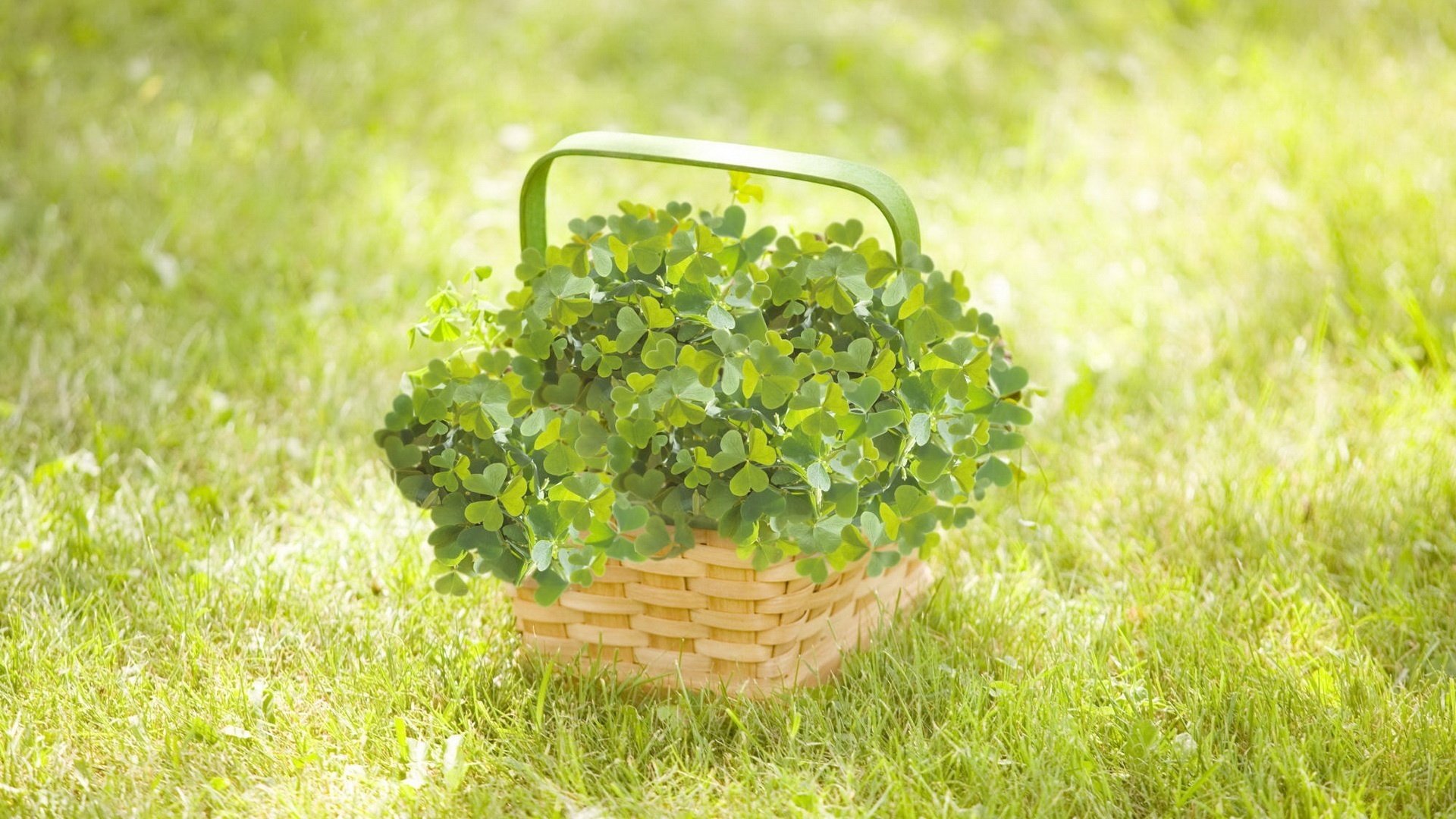 field grass wicker basket field greenery basket basket gra