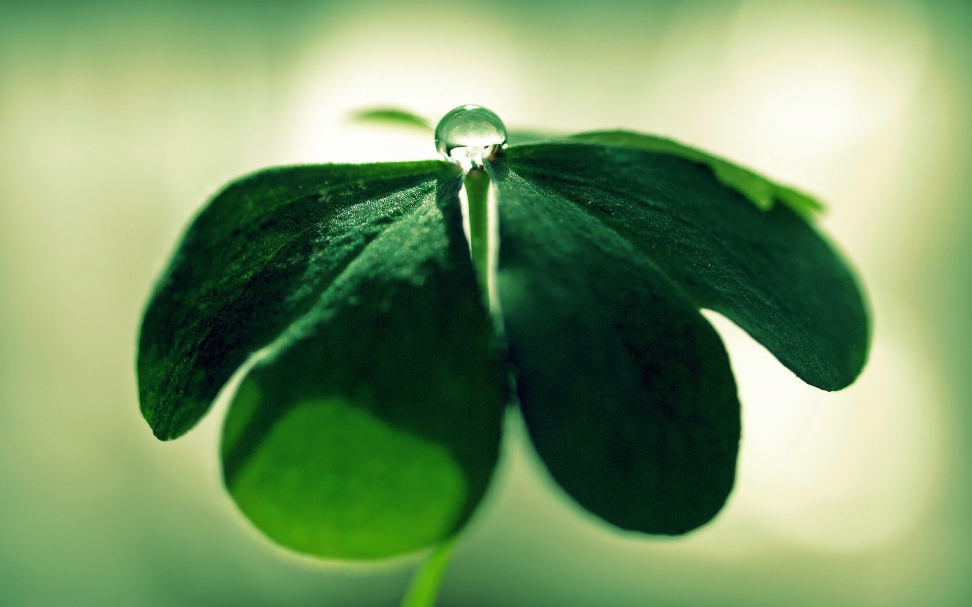 quatre feuilles vert une goutte d eau vert