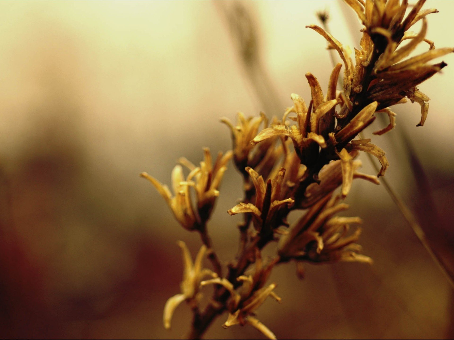 autumn sprig flowers mediocrity photo