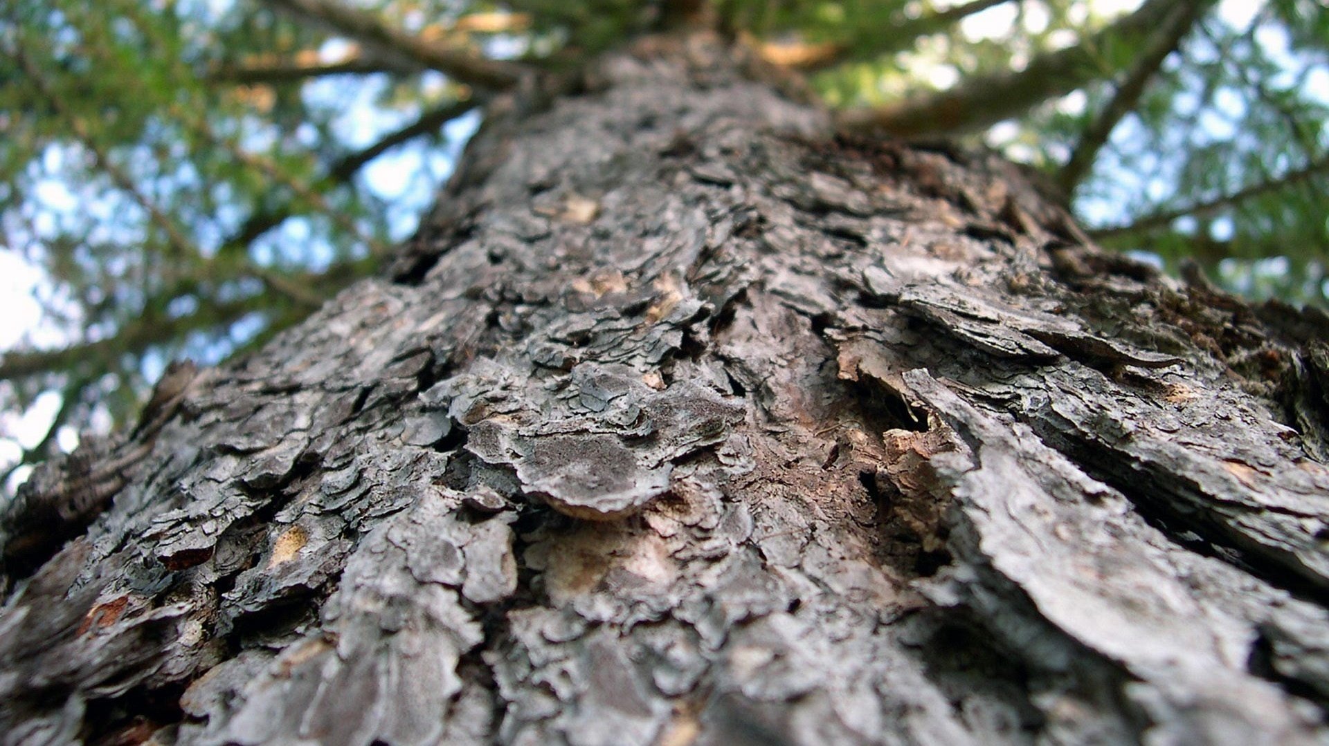 vieil arbre vue sur le dessus écorce forêt