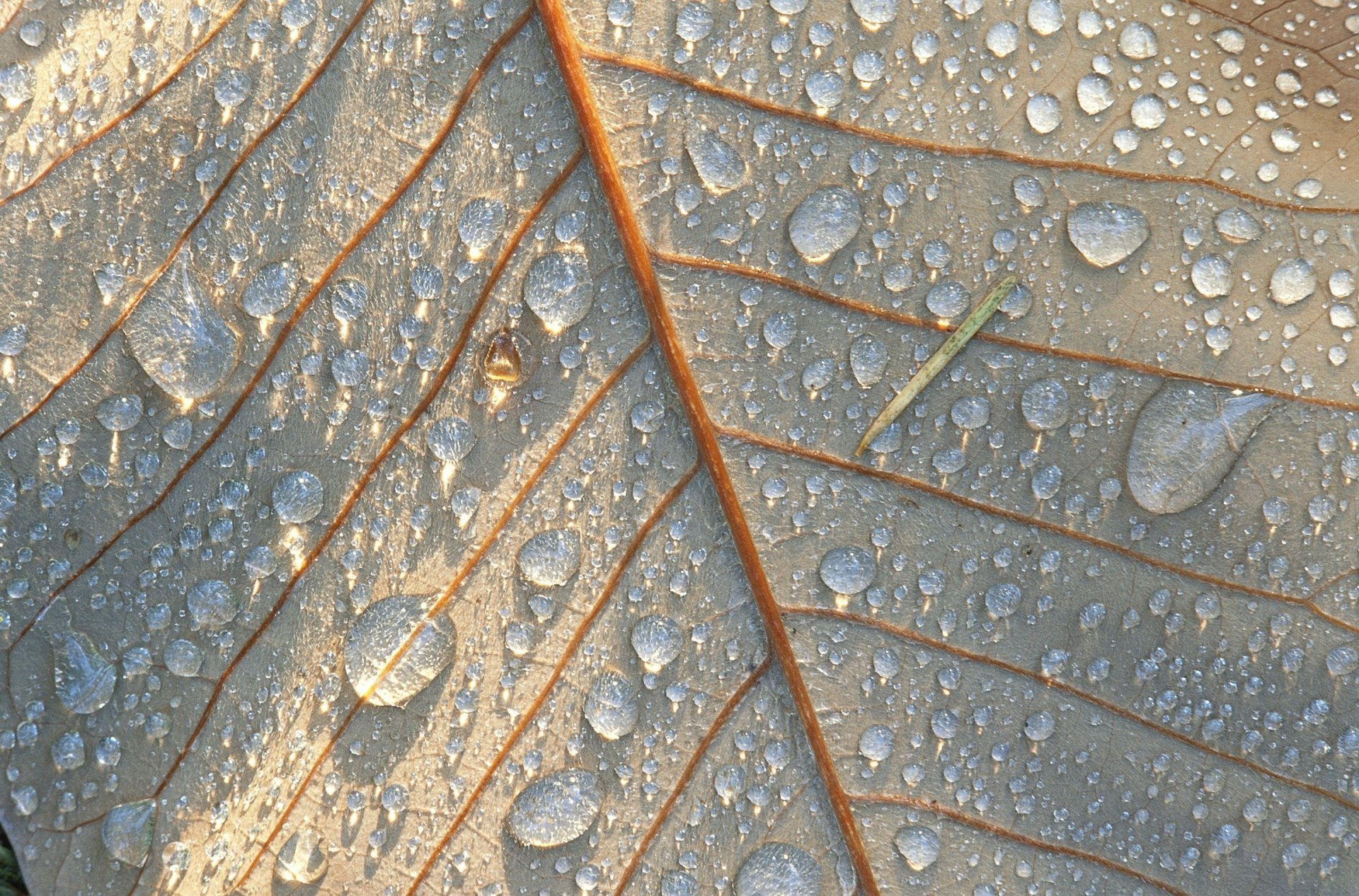 zła strona liść rosa linie krople połysk natura światło