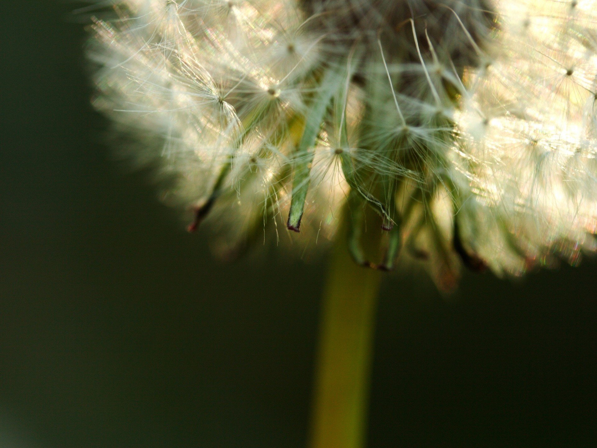 flowers dandelion furry creature child of the wind