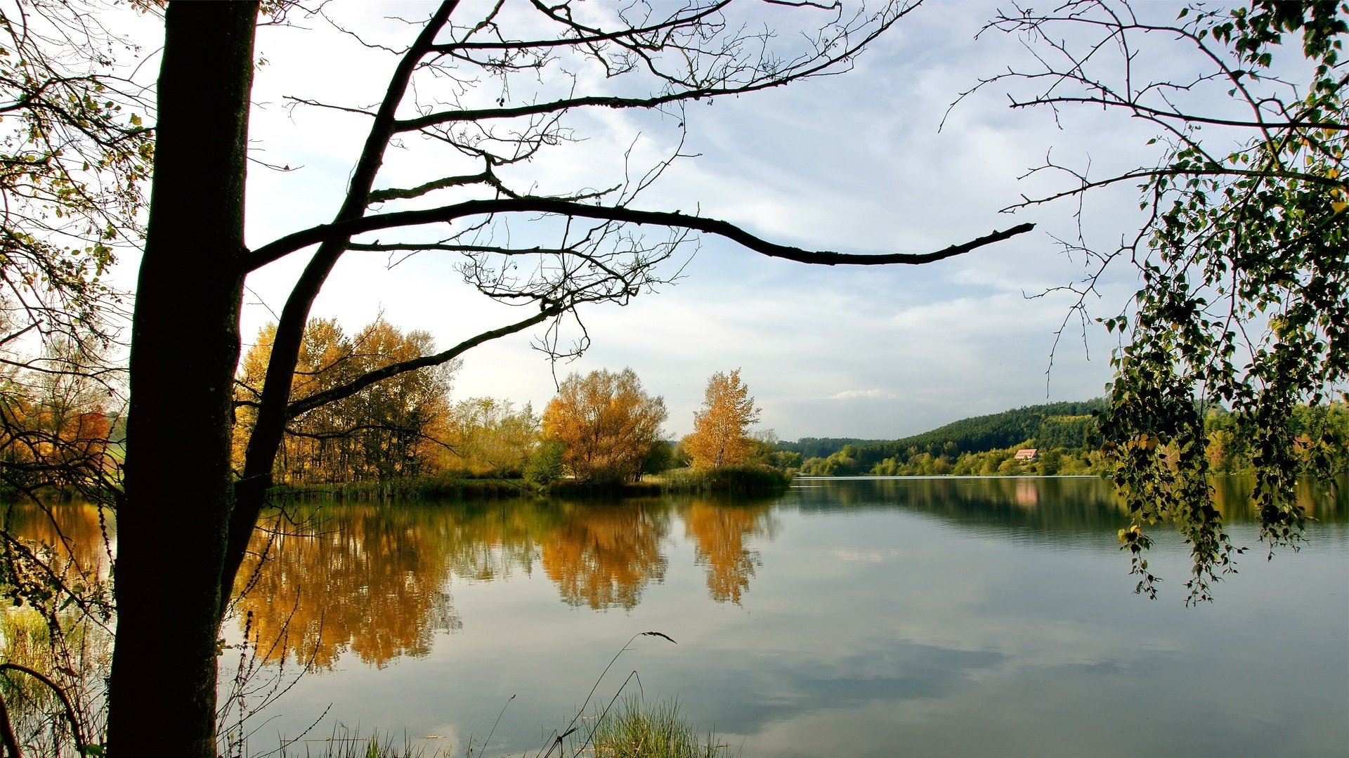 faune eau fraîche feuillage jaune automne eau lac réflexion surface nature paysage branches nuages ciel fraîcheur rivage