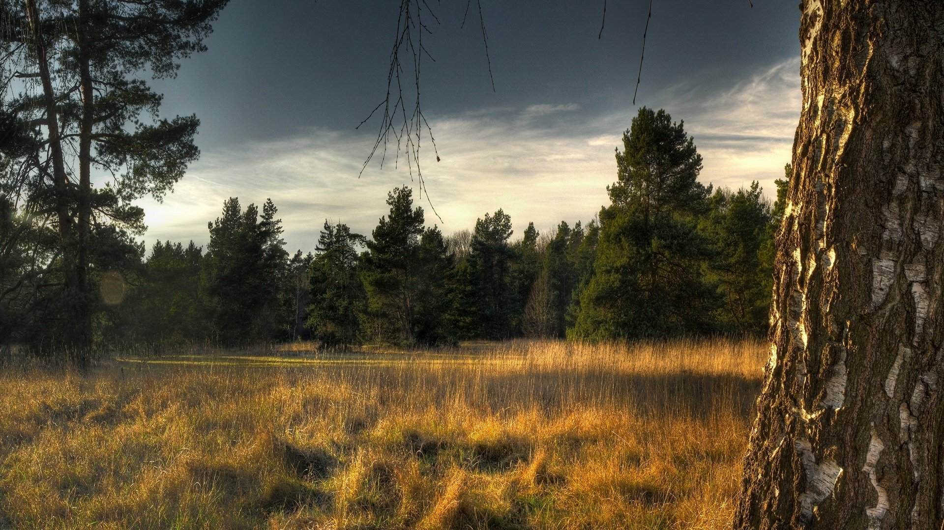 birch overcast christmas trees forest glade grass the rays of the sun tree tree