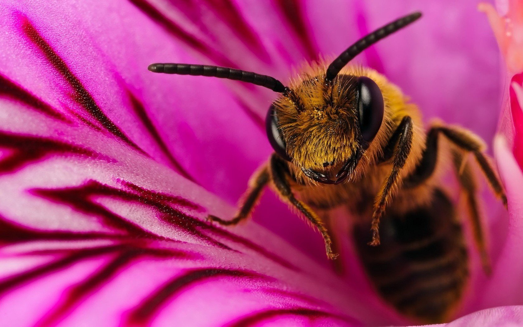 bee pink flower fluffy paws insects animal