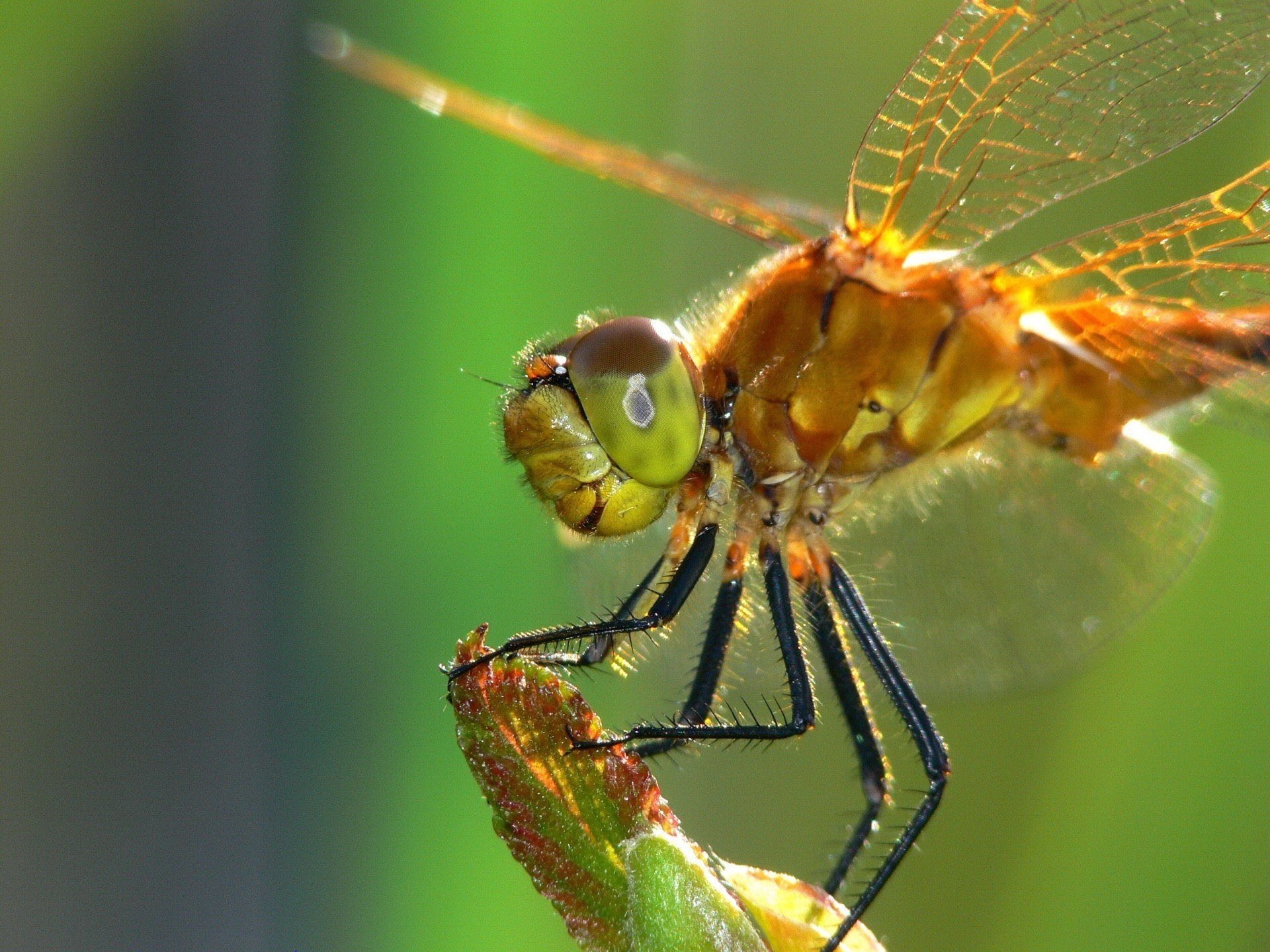 insect dragonfly black legs leaf insects animal