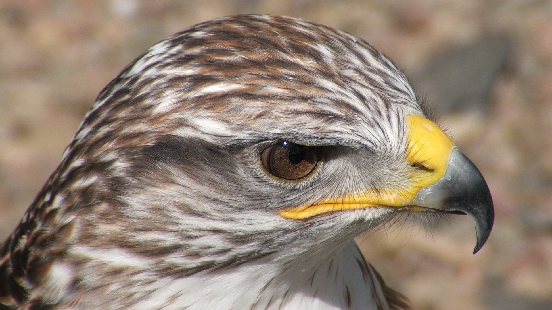 bird soft feathers handsome look eyes birds cat macro profile