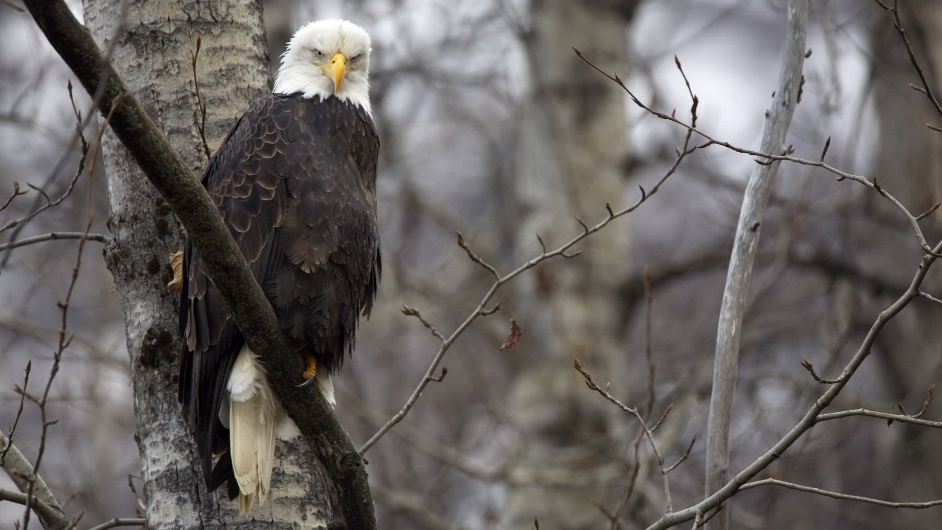 personne importante oiseau aigle vue à plumes