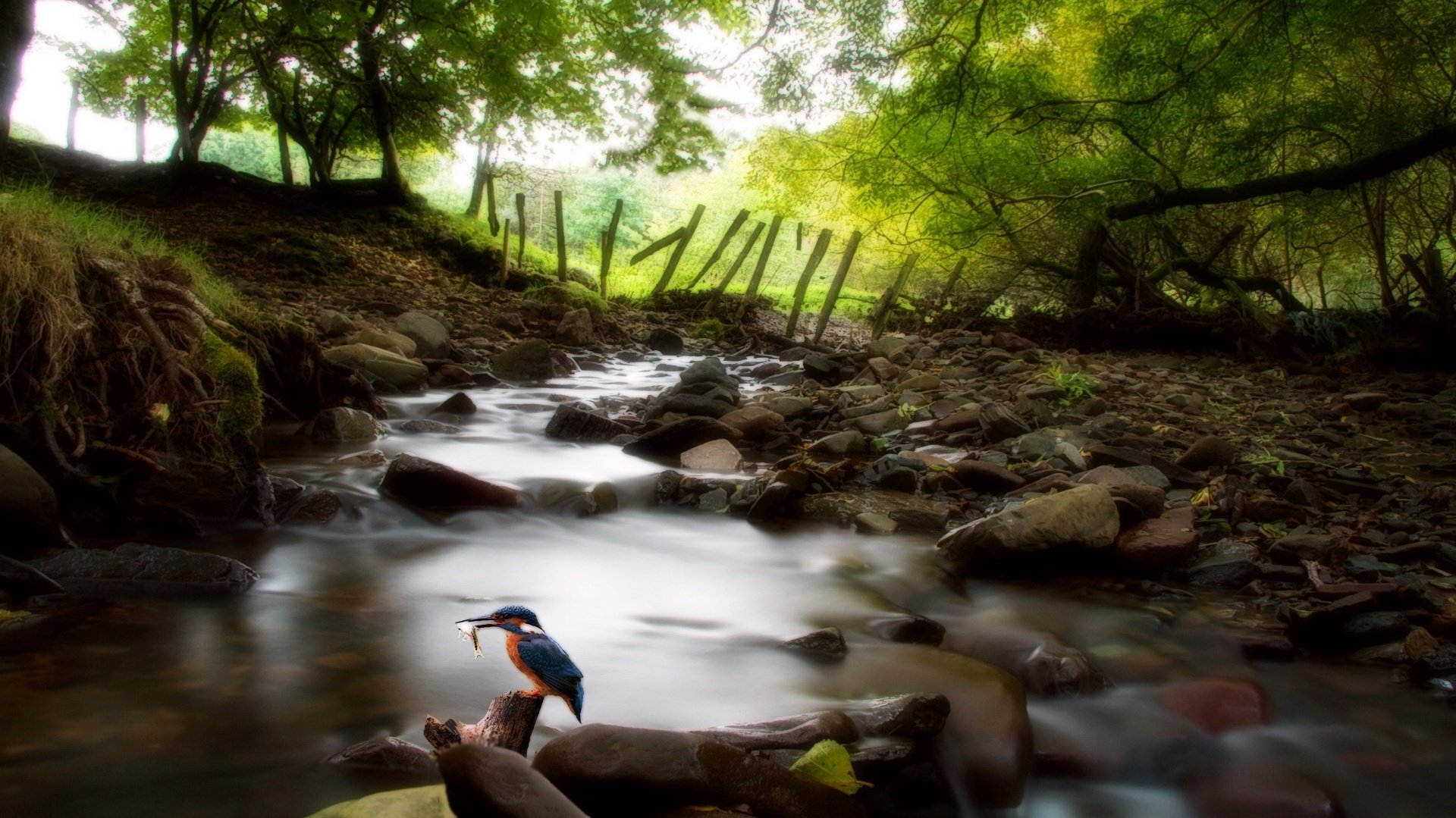 ruisseau de montagne cailloux petit oiseau forêt ruisseau oiseaux fourrés clôture fond oiseau arbres