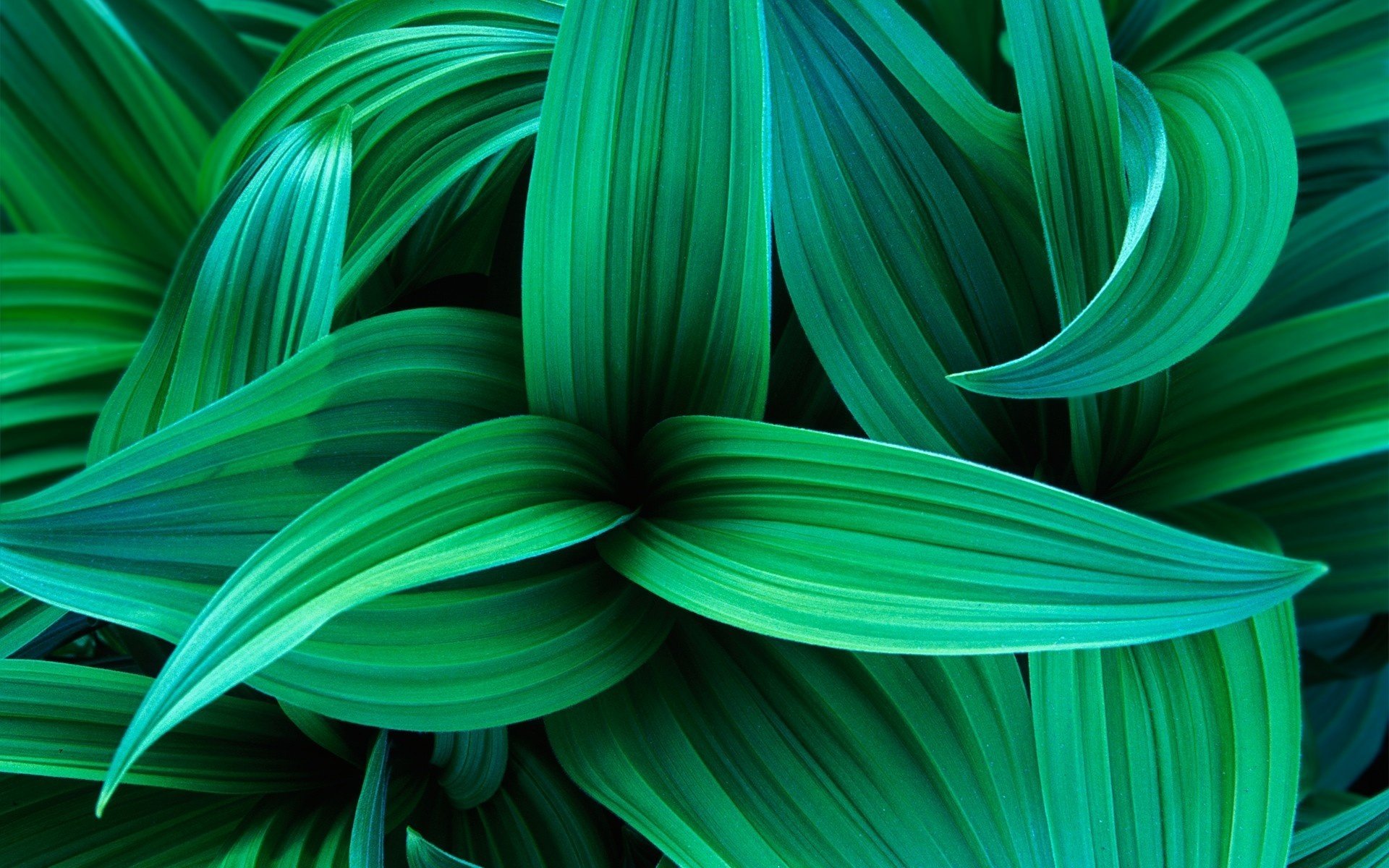 wirling leaves bright colors stripes green