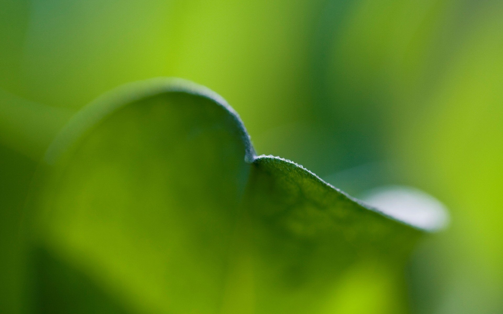 grün blatt kanten