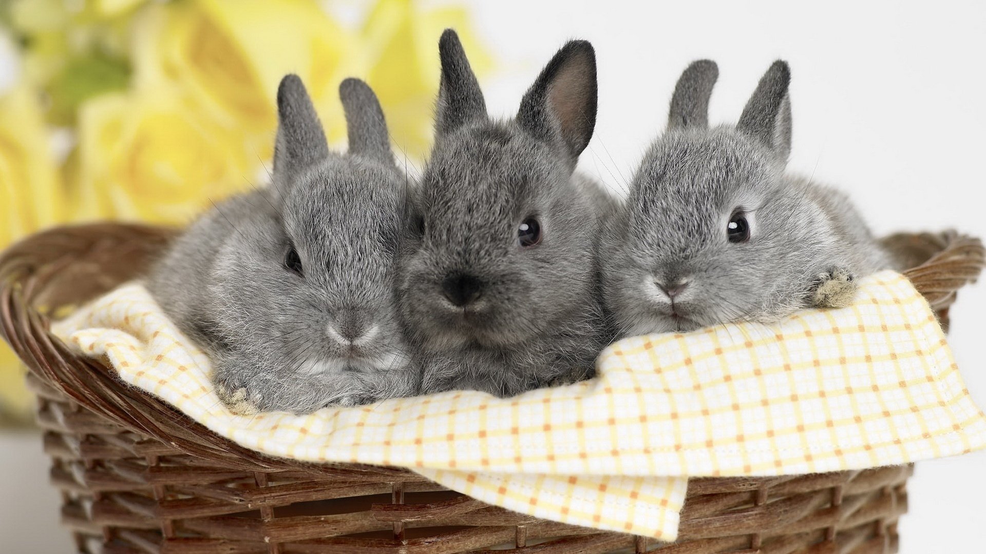 grey bunnies black eyes basket