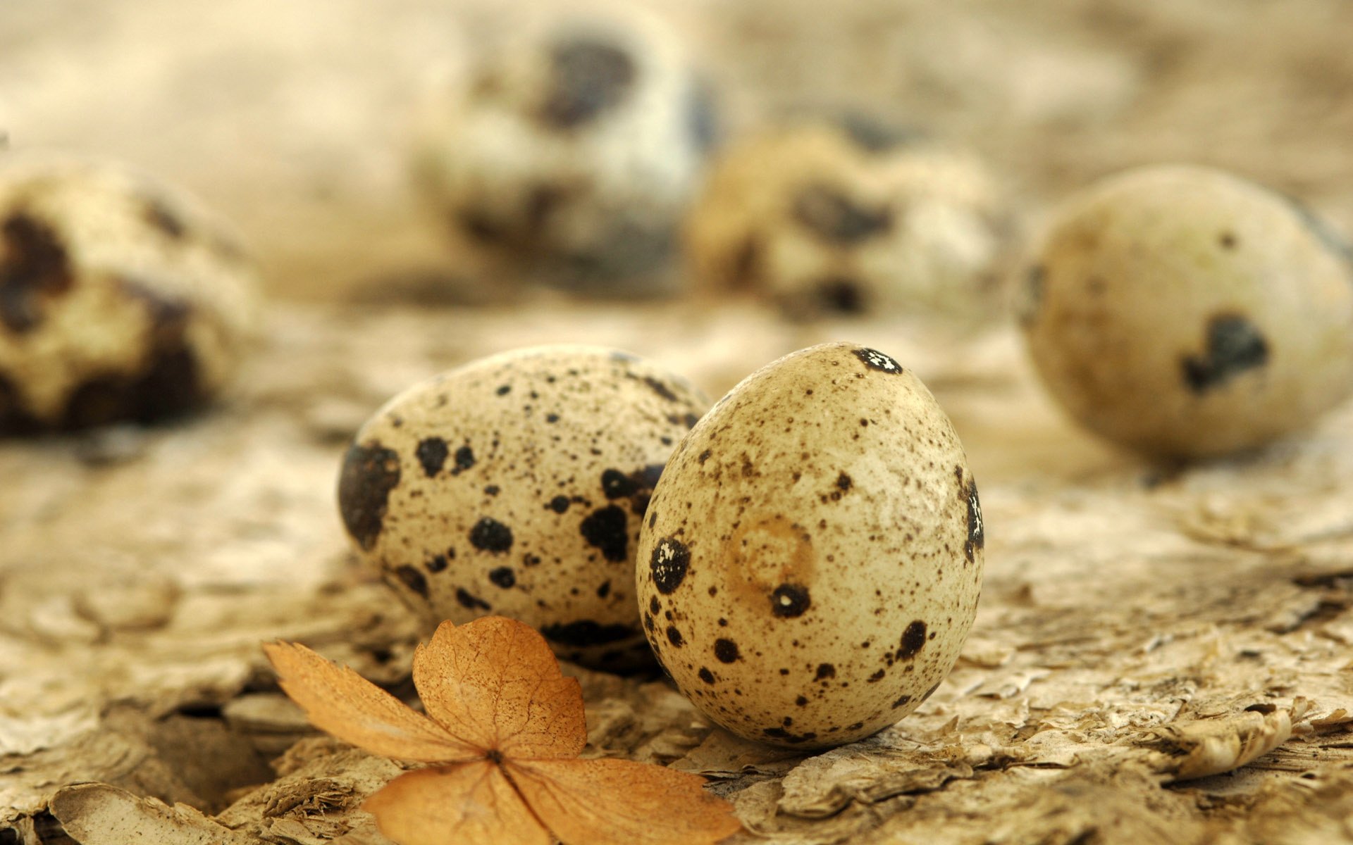 oeufs de caille feuille animaux