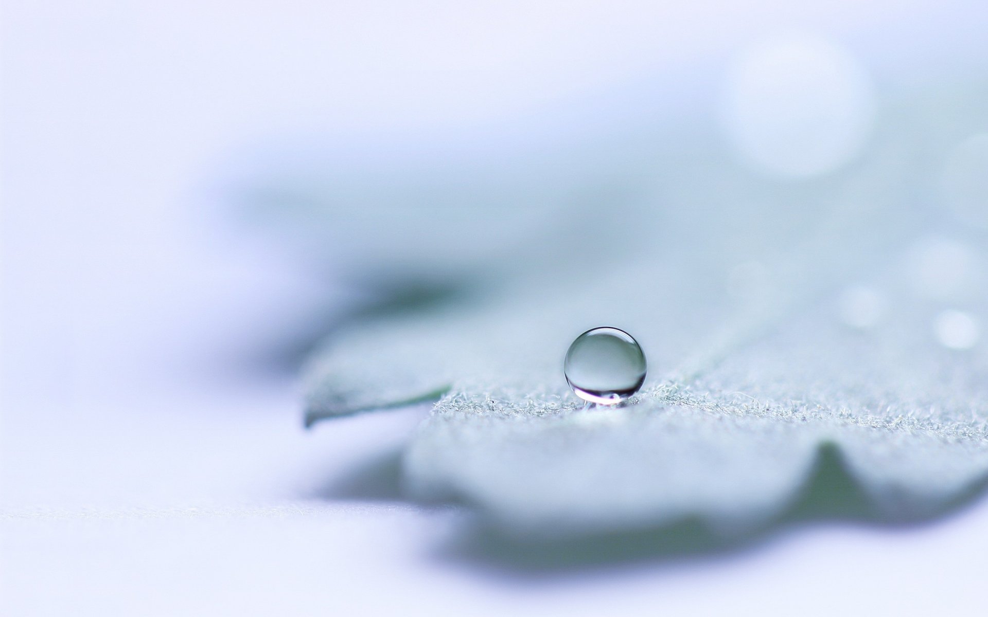 hoja congelada gota redonda luz gota invierno nieve hoja macro