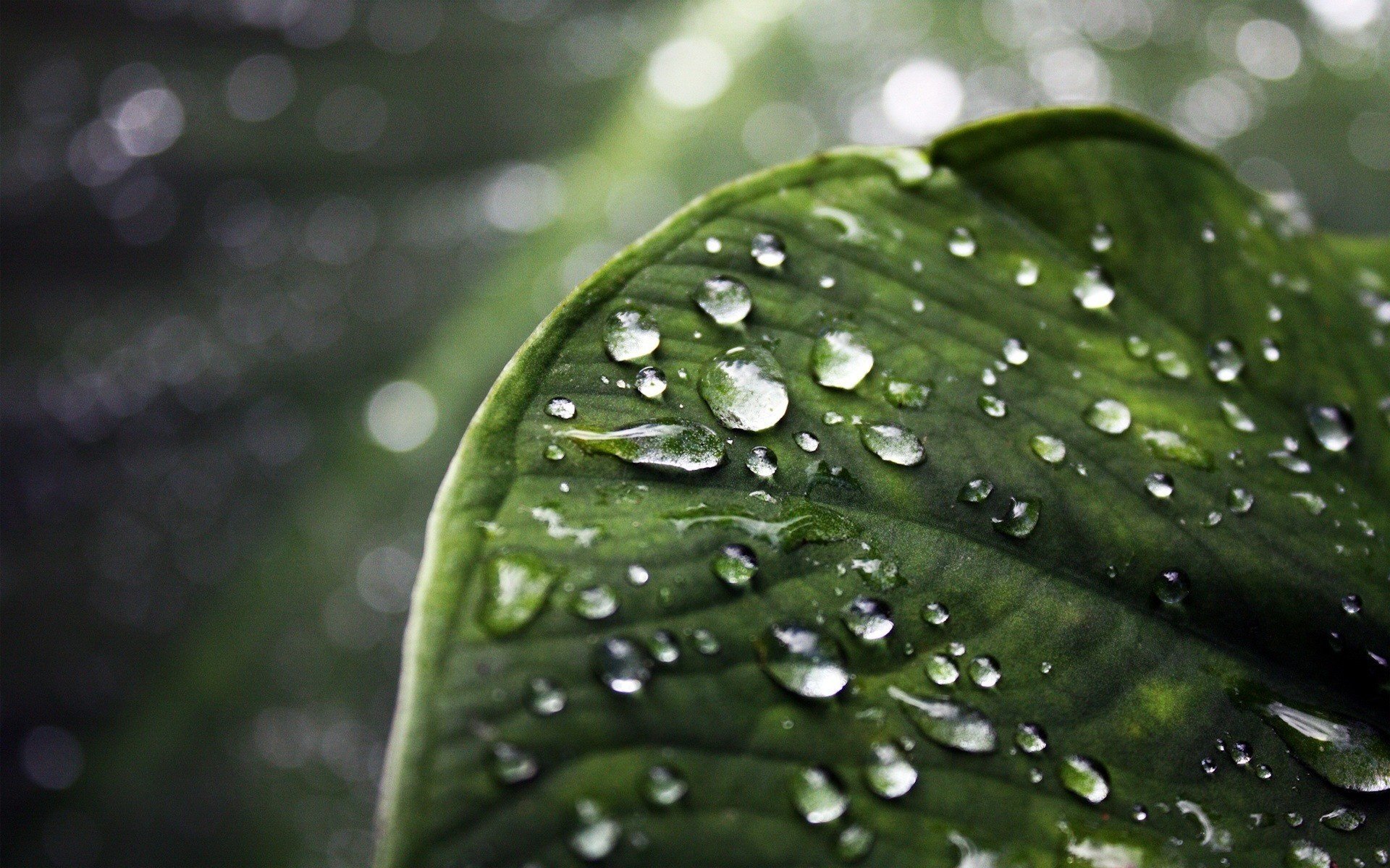 dark veins leaf drops of dew green