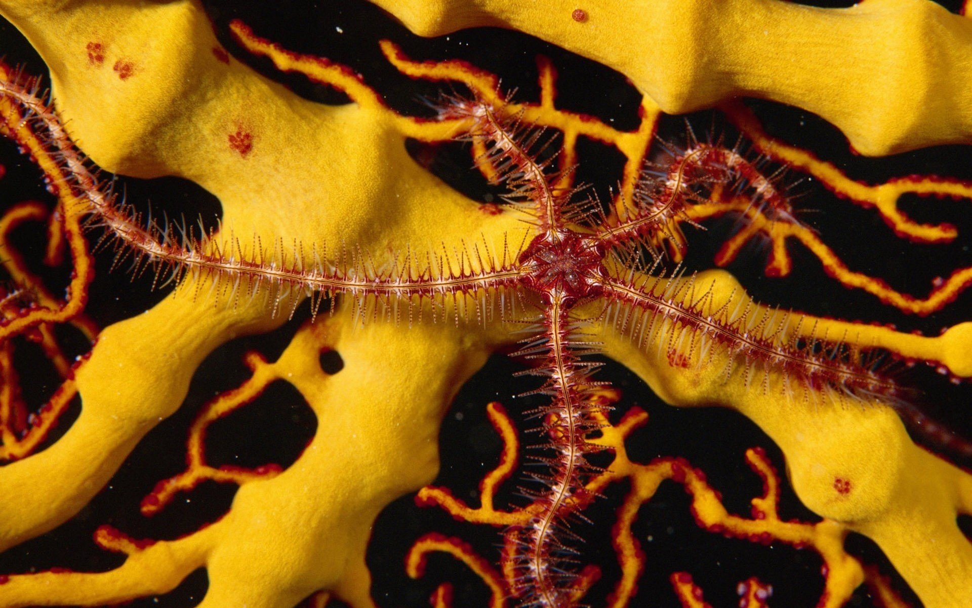 little yellow blanket fluffy pen starfish