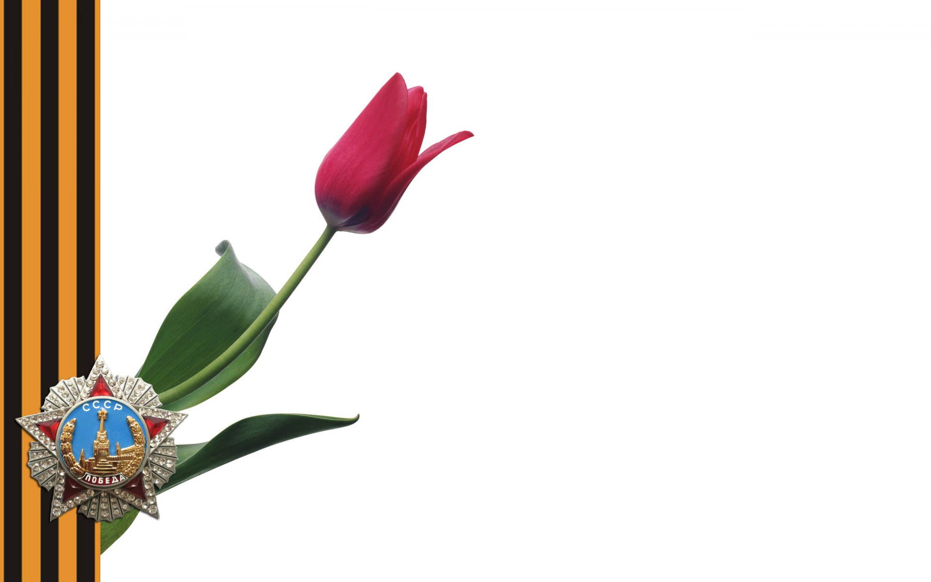 tulipán rosa cinta estrella roja día de la victoria orden premio urss medalla fondo vacaciones 9 de mayo