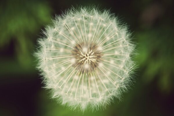 Diente de León esponjoso blanco sobre fondo verde