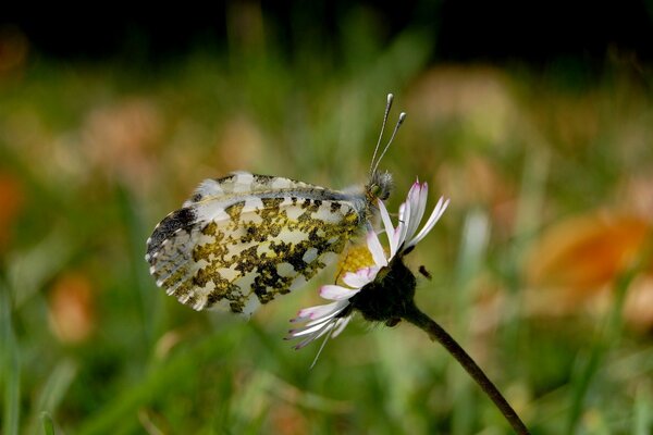 Una mariposa con manchas se sentó en una manzanilla