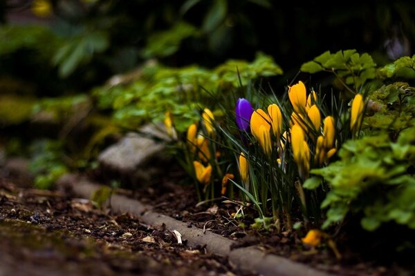 One purple tulip among the yellow ones