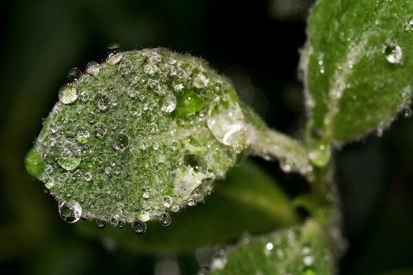 Gotas de agua en una hoja peluda