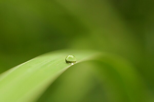 A single dewdrop on a green blade of grass