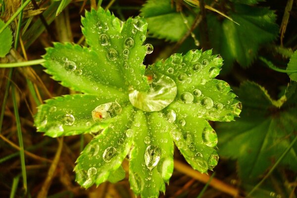 A drop of water rolled down on a green leaf