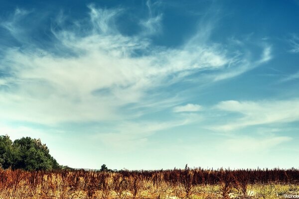 Cielo de algodón sobre arbustos y árboles secos